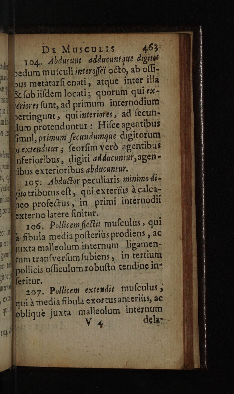 | De Muscuris 465- ul. 194- Abdurum. | adducuntque digite | ibedum mufculi intero[fei octo, ab offi- n metatarfi enati, atque inter illa d Bc (ab ii(dem locati; quorum qui ex- M ihi funt, ad primum internodium : bertingunt ; qui it;teriores , ad fecun. dum protenduntur : Hiíce agentibus TIDAL |. . . | ribus exterioribus abducuntur. , juxta malleolum internum . ligamen- T tum tranfveríum (ubiens ,. in tertium . » : ollicis officulumrobufto tendine in* ' fleritur. | UE 207. Pollicem extendit mufculus ; bs gui à media fibula exortus anterius, ac qu oblique juxta malleolum. internum ! j d 2 vi V 4 ela- ] ] j ug xpo MEET UAR 5———— ED Gare xoc p us Gap GU aca cU «€ Lm v A —— ——— TL ien n m inni