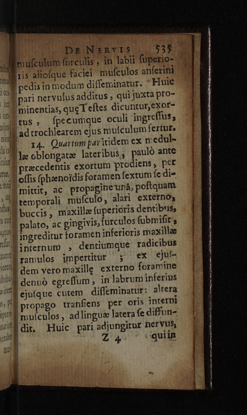 | DE NERVIS E35 Imufcalum forculis , in labii fuperio- liiis alioíque faciei mufeulos anferini 4 pedis in modum diffeminatur.  Huic |pari nervulus additus , qui juxta pro- Iminentias, que T eftes dicuntur,exor- jg tU » fpecumque oculi ingreffus, Ji ad trochlearem ejus mulculumfertute V. x4. Quarum paritidem ex medul- M le oblongate lateribus; pauló ante a | rzcedentis exortum prodiens, pct 'offis (phaenoidis foramen fextum fe die , |mittit, ac propagine'uná, poftquam dat |temporali mufculo, alari externo, m Duccis maxillae fuperioris dentibus, P | palato; ac gingivis, furculos fübmifit ^ Jil ingreditur foramen inferioris maxillae internum |» dentiumque radicibus B ramulos unpertitur ; €x ejuf- 7. dem vero maxille externo foramine I! denuó egreflum , in labrum inferius i E eju(que. cutem. diffeminatur: altera &amp;ÜÉ propago tranfens per oris jntetni I! 1 mufculos, adlinguz latera fe diffun- wif di, Ii pari adjungitur nervus, » Z4 - quin WA | | 1 e» PE —— —— BÓ