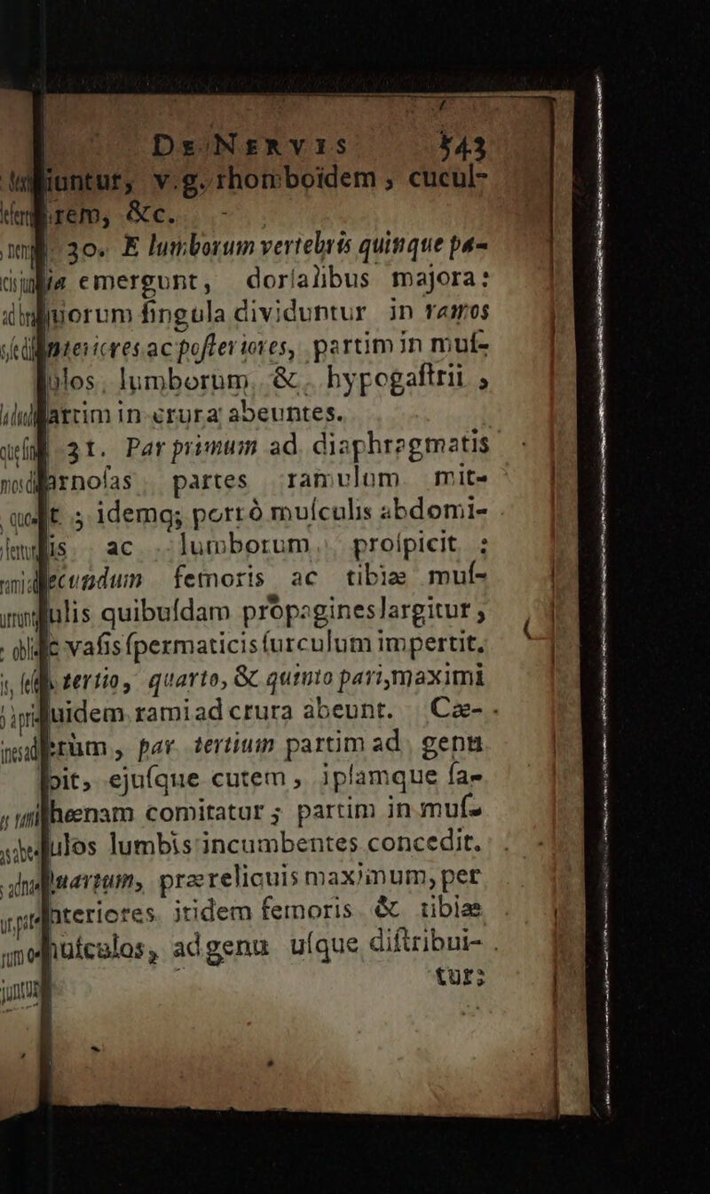 7 (30. E lumborum vertebrts quique pa- dus emergunt, dorialbus majora: dinliuorum fingula dividuntur in ramos vellimtericres ac pofferiores, partim in mut- los; lumborum, &amp;. hypogaftrii ; ilullattim in-erura: abeuntes. |.31. Par primum ad. diaphregmatis wdarnofas, partes ramvlom. mit- t ; idemg; porró muículis abdomi- mis. . ac . lumborum, prolpicit : lecundum femoris ac tibia mul- millulis quibufdam propzgineslargitur ; didit vafis pezmaticis furculum impertit. «be tertio, quarto, &amp; quito parimaximi Erüm, par tertium parüm ad. gent lbit; ejuíque cutem , iplamque fa- ;iuilheenam comitatur ; partim in muf- ulos lumbis incumbentes concedit. luerit, praerelicuis max/inum, pet hterictes. jridem femoris. &amp; tibia tur; 5p——— a RR