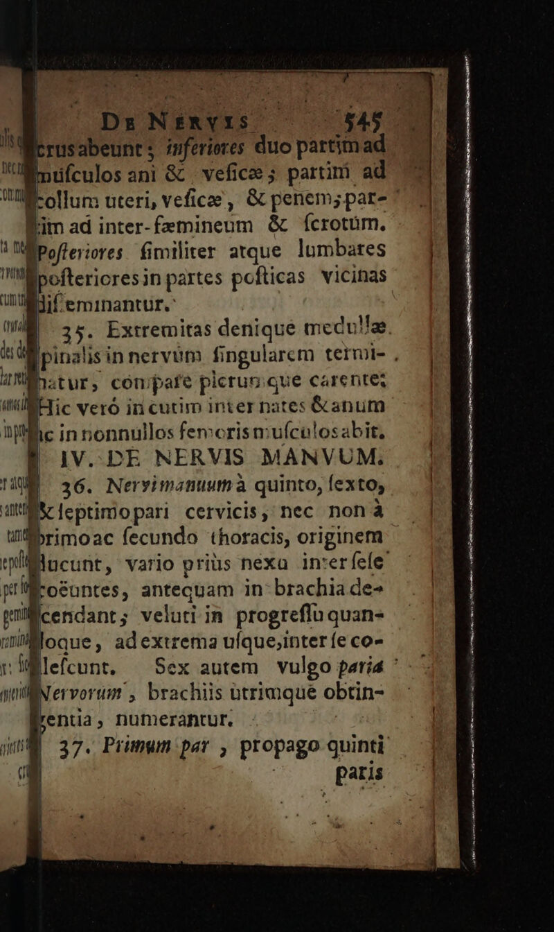| Erisabeuact inferiores duo partimad Wü ufculosani &amp; . vefice ; partimi ad yh ( l'im ad inter- ANSA ne &amp; ícrotüm. i Pofleriores fimiliter atque lumbares Weboftericresin partes pofticas vicinas if eminantur.: i aL ME s COL pare picrun que Carente; Hic veró in Cutim in ter nates Grant || |JV.. DE NERVIS Pei 36. Nervyimanuumà quinto, fex to, X leptimo pari cervicis, nec non à ibrimoac fecundo thoracis, originem p Foéuntes, antequam in: brachia de- willicendant ; veluti in progreflu quan- n Moos: adextrema ulque;inter fe co- MllN ervorum , brachiis btrimque obtin- yentia, numerantur. paris  ! p———— M —Ó ELLO