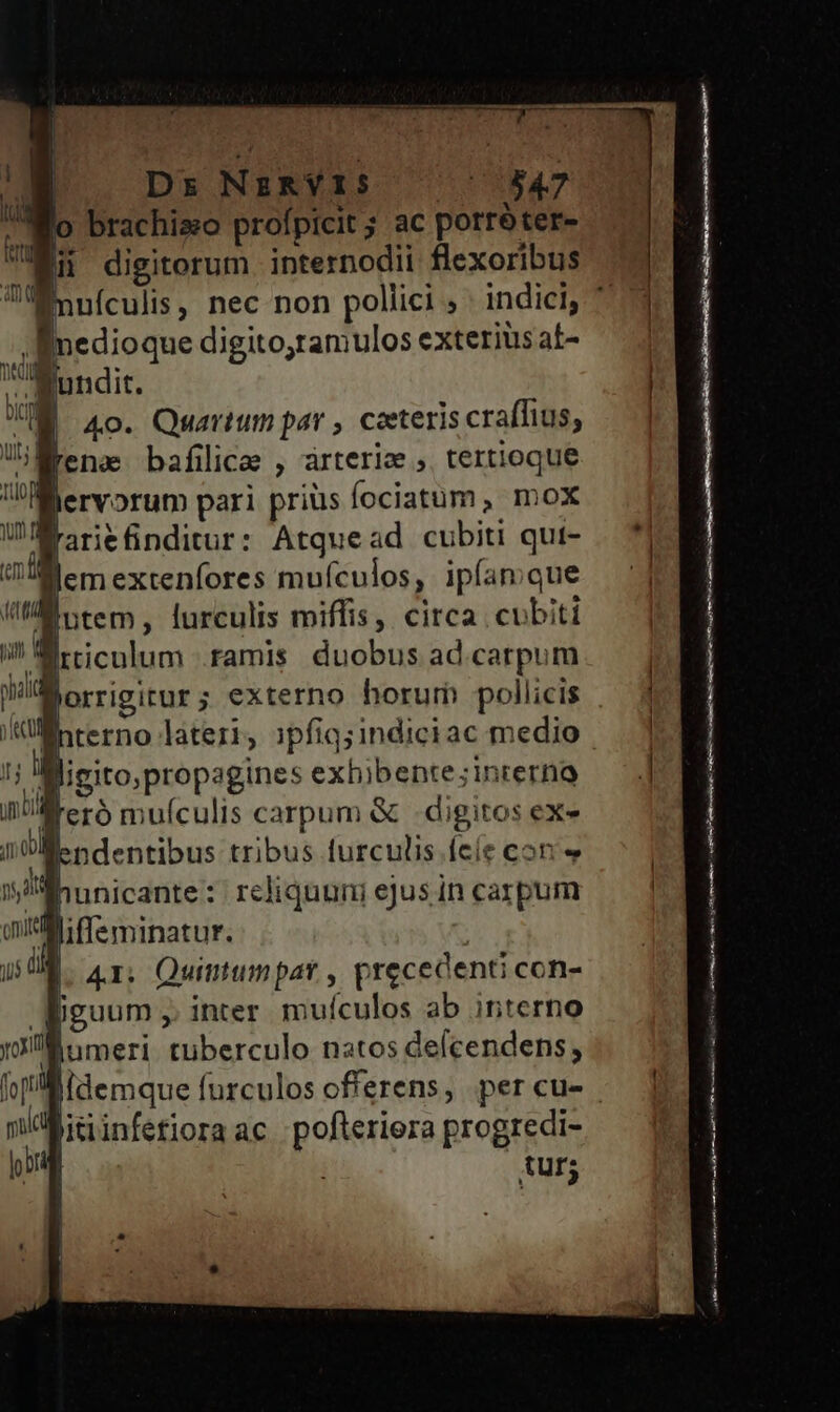 | Ed / | Ds NzRYIS — ^ 547 o brachiso profpicit ; ac porréter- UM digitorum internodii flexoribus manuículis, nec non pollici , indici, ^3 . E digito,ramulosexteriusat- — 4 Rundit. l M 4o. Quartum par, ceeteriscrafhius, lleno bafilice , arteriee » tertioque UBMervorum pari priüs fociatum, mox Wrrefinditur: Atquead cubiti qut- mille m extenfores muículos, ipfam que Vti tem, [urculis miffis, circa cubiti i Miciculum famis duobus ad.carpum WiMorrieitur; externo horum pollicis interno lateri, ipfiq;indiciac medio | ru ligito,propagines exhibente;interno | nti [eró muículis carpum &amp; digitos ex» i Me ndentibus tribus turculis.feie con | ihunicante: reliquum eJusincarpum — | unica iffeminatur. JUR. A. Quintumpar , precedenti con- guum, inter muículos ab irterno villlinmeri: tuberculo natos delcendens; li idemque furculos offerens, per cu- nidinfetiora ac ;pofteriera progredi- lori tur; | p— — RE