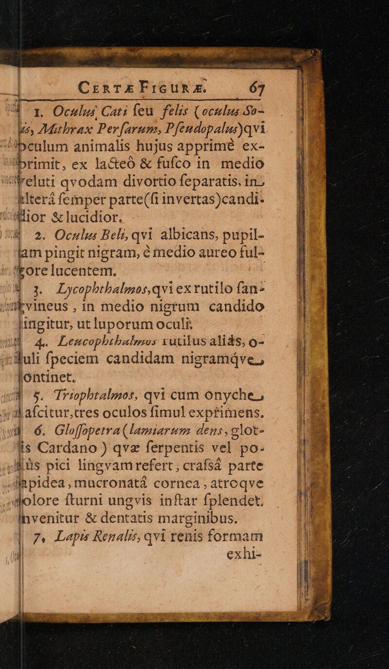 - CrnaTEFrIGURE. 63 1 1. Oculus Cati feu. felis (oculus So- yr, Z7Mitbrax Perfarum, Pfendopalus)qvi ipeulum animalis hujus apprime ex- lbrimit, ex la&amp;eó &amp; fufco in. medio Freluti qvodam divortio feparatis. in; tlterá femper parte(fi invertas)candi- Whor S lucidior. 4| 2. Oculus Beli, qvi albicans, pupil- lam pingit nigram, é medio aureo ful- 'korelucentem. Bo. Lycophtbalmos,qvi ex rutilo fan- übvineus, in medio nigrum candido Iingitur, utluporum oculi: n 4. Leuncophthalmus rutilus aliás, o- : Sui fpeciem candidam nigramáve., lontinet. W^ s. Triphtabzuos, qvi cum onyche., 'al afcitur.tres oculos fimul exptimens. W^ 6. Gloffopetra (lamiarum dens, glot- iis Cardano ) qvz ferpentis vel po- Qs pici lingvam refert, crafsá parte fll pidea , macronatá cornea ,atrcqve dolore fturni ungvis inftar fplendet, Invenitur &amp; dentatis marginibus. 1] exhi- «s 2 SU SN T oM. RN MESSER sce