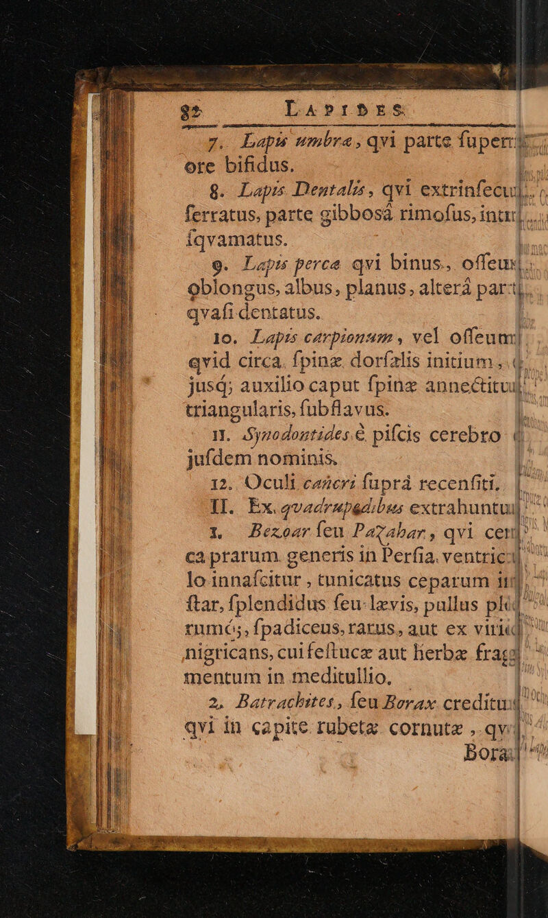 ——Ó—— pute ovid. pum z zs ccs uae E 2^ —MH 22 La APIDES z. Lapw umbra,qvi parte jd. ore bifidus. 8. Lapis Dentalis, qvi extrinfecu]. ferratus, parte gibbosá rimofus, intr] .... Íqvamatus. | 9. Lapi perce qvi binus., offem| .. oblongus. albus, planus, alterá par: Ó qvafi dentatus. 1o. Lapis carpionum , vel offeum]. qvid circa. fpinz. doríalis initium ,. (4. jusd; auxilio caput fpinz annectitui|: ' triangularis. fubflavus. ) Hn. ASymodomtides € € pifcis cerebro 4 jufdem nominis. 12.. Oculi eager: fuprá recenfiti,. II. Ex. qvadrupadibsus extrahuntui L Bezoaríeu Pagahar , qvi cer caprarum generis in Perfia. ventric lo innafcitur , tnnicatus ceparum it ftar, fplendidus feu levis, pullus pl« rumó;, fpadiceus, rarus, aut ex virii] ^ nigricans, cui feftucz aut lierbae fragal mentum in meditullio. a. Batrachites, feu Berax creditud qvi in capite rubetz. cornute ,.qv bora ^ Sai ng As a E: ES £ M E I UI J | )