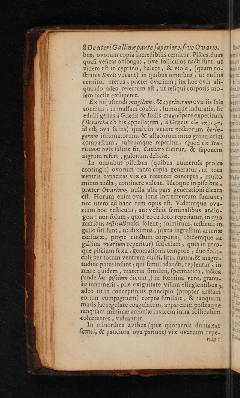 bus, ovorum copia incredibilis cernitur, Pifces,duas quafi veficas oblongas , five folliculos na&amp;i funt: ut videre eft in cypríno; halece, &amp; viola, (quam no- ftrates Smelt vocant) in quibus oranibus , ut nullus cernitur uterus , prater ovarium ; ità hoc ovis ali- quando adeo refertum eft , ut reliqui corporis mo- lem facile exfuperet. Ex hujufmodi maugilum , &amp;€ cyprinorum ovaiiis fale eonditis , in maffam. coactis , fumoque induratis, fit edulii genus à Grecis &amp; Italis magnopere expetitum (Botartha ab his appellati um , à Grecis e vu'pi xets id eft, ova falita) qualein ventre noftrorum Aerin gorum infumatorum, &amp; aftacorum intus granulatim compa&amp;um , Tubrumque reperitur. Quod ex Stz- Yionwm ovis falitis fit; Caviaro dicitur, &amp; faponem nigrum refert ; gulonum delitiz 1n ómhibtis pifcibus (quibus numerofa proles contingit) ovorum tanta copia generatur ,ut tota wentris capacitas ViX ea recenter concepta , multo minus aucta , continere valeat. Ideoque in pifcibus, eít. Horum enim ova foris incrementum fumunt , nec utero ad hanc rem opus eft. Videturque ova- zium hoc tefticulis; aut veficis feminalibus analo- gallo fiti funt ; ut. diximus , juxta ingreffum arteriae gallina. ?varium reperitur) fedetiam ; quiain utro- Di pifcium fexu ; generationis tempore , duo folli- culi per totum ventrem du&amp;ti, fitu, figura, &amp; magni- tudine pares infunt ; qui fimul adau&amp;ti, replentur , in mare quidem , materia fimilari, fpermatica ; lactea (unde /ac pifiium dicunt ;) in fcemina vero, granu- lis innumeris , prz exiguitate vifum effugientibus 5. adeo utin conceptionis principio (propter ar&amp;am corum compaginem) corpus fimilare, &amp; tanquam maris lac regulate coagul atum, appareant: pofteaque Tanquam minim arenula in vicem inira folliculum cohzrentes ; videantur. In minoribus avibus (quz quotannis duntaxa femel, &amp; pauciora ova pariunt) vix ovarium repe- ras: