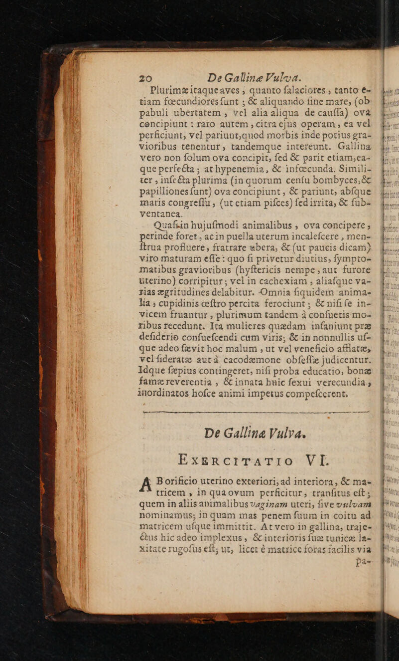 M. Plurimzitaqueaves ; quanto falaciotes , tanto €« tiam fcecundiores funt ; &amp; Pura Íine mare; (ob pabuli ubertatem , vel alia al iqua de caufla) ova concipi unt: raro autem , citra ejus operam , ea vel perficiunt, vel pariunt;quod morbis inde potius gra- vioribus tenentur, tandemque intereunt, Gallina vero non folum ova concipit; fed &amp; parit etiam;ea- que perfe&amp;a ; at hypenemiz, &amp; infoecunda. Simili- ter ; infeéta plurima (in quorum ceníu bombyces;&amp; papilliones funt) ova concipiunt , &amp; pariunt, abíque maris congreffu , (ut etiam pifces) fed iyrita; &amp; fub- ventanea. Quafiin hujufmodi animalibus , ova concipere; perinde foret . acin puella uterum incalefcere , men- ftrua profluere , fratrare ubera, &amp; (ut paucis dicam) viro maturam effe : quo ft privetur diutius; fympto- matibus gravioribus (hyftericis nempe ; aut furore uterino) corripitur ; vel in cachexiam , aliafque va- rias egritudines delabitur. Omnia fiquidem anima- lia ; cupidinis ceftro percita ferociunt ; &amp; nifife in- vicem fruantur , plurimum tandem à confuetis mo- ribus recedunt. Ita mulieres quedam infaniunt prae defiderie confuefcendi cum viris; &amp; in nonnullis uf- que adeo fzvit hoc malum , ut vel veneficio afflate, velíideratz autà cacodemone obfeffz judicentur. Idque fzpius contingeret, nifi proba educatio, bonas fam reverentia , &amp; innata huic fexui verecundia à inordinatos hofce animi impetus compefcerent, T— - vt Rae cu cm cR ph ———— —Ó — , ONES AME ERE: DUE: ———— — -— xoc —MÀ e — T De Gallina Vulva. | ExERciTATIO VI. A B orificio uteririo exteriori;ad interiora, &amp; mae. 1 tricem , in qua ovum perficitur, tranfitus eft; f quem in aliis animalibus vagizam uteri, five vulvam | nominamus; inquam mas penem fuum in coitu ad matricem ufque immittit. At vero in gallina, traje-. f €tus hic adeo implexus ; &amp;interiorisfuz tunicz ]a-. P? xitate rugofus eft; ut; licet é matrice foras tacilis via 1 le EC