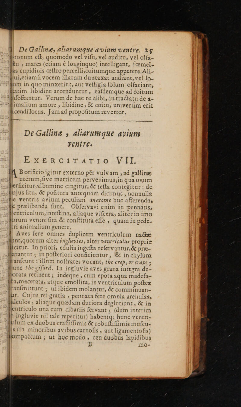 ]| DeGalline, aliarumque a vitm ventre. 1j gironum eft, quomodo vel vifu, ve! inis vcl olfa- tu, mares | (etiam é longinquo) iatell igant, fcemel. js cuj pidinis ceftro percell li;coitumque appetere. Ali- ul, inem vocem illarum dno bar audiant,vel lo- lim in quo minxerint, aut veftigia folum olfaciant, latim libidine accenduntur, eaí(demque ad coitum hfe&amp;antur. Verum de hac re alibi, in.tra&amp;atu de a- 'SHimalium amore , libidine, &amp; coitu, univer fum eric llicendilocus. Jam ad propofitum revertor. d t—— - — ——— De Gallinz , aliarumque ayium yentre. ESYERRCITSATLO.VIL In B orificio igitur externo pér vulvam , ad gallinse 4| uterum,hve matricem pervenimus;in qua ovum Werficituralbumine cingitur, &amp; tefta contegitur : de Aaujus fitu, &amp; pofitura ante equam dicimus , anoulis 3e ventris avium peculiari anatomze huc afferenda; fk prelibanda funt. Obfervavi enim in pennatis, l'en triculum,inteftina, a aliaque vifcera, aliterin imo Ibrum ventre fita &amp; conítituta effe , quam in pede- litri animalium gencre. | Aves fere omnes duplicem ventriculum. na&amp;s dünt,quorum alter Pneluvies, alter ventriculus proprie citur. In ; I oriori, edulia ingefta refervantur,&amp; prz- Mirantur ; in pofteriori conficiuntur , &amp; inchylüm Wranfeunt : illnm noftrates vocant, the crop,or cram s Miunc the gzfard. In ingluvie aves grana integra dc- W'orata retinent ; indeque , cum epota aqua madefa- MEa,macerata, atque emollita, in ventriculum poftea infmittunt ; u t ibid dem molantur, &amp; comminuan- jur. Cujus rei gratia , pennata fere omnia arenulas, jRlculos ; aliaque quzdam duriora dcglutiunt , &amp; in llentriculo u: a cum cibariis fervant ; (dum interim lih ingluvie ni! tale reperitur) habentq; hunc ventri- ilum ex duobus craffiffimis &amp; robuftiffimis E Ms (in minoribus avibus carnofis , aut ligamentofis) llompa&amp;um ; ut hoc modo , ceu duobus lapidibus B mo.