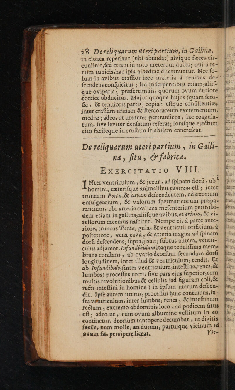 48 Dereliquarum uteri partium, ia Gallua, in cloaca reperitur /ubi abundat) alvique fzces cir- cunlinit,fed etiam in roto ureterum du&amp;u; qui à re- nüm tunicis;hac ipfa albedine difcernuntur. Nec fo- fcendens confpicitur ; fed in ferpentibus etiam,;aliif- que oviparis , praefertim iis, quorum ovum duriore cottice obducitur. Major quoque hujus (quam fero- Íx, &amp; tenuioris partis) copia: eftque confiftentiz, inter craflam urinam &amp; ftercoraceum excrementum; media ; adeo, ut ureteres pertranfiens , lac coagula- tum, fiveleviter denfatum referat; forafque ejectum cito facileque in cruftam friabilem concreícat. T - — De reliquarum uteri partium , in Galli- na , fitu, c fabrica. ExEzRciTATIO VIIL Í Nter ventriculum , &amp; jecur , ad fpinam dorfi; ub ! homini, caterifque animalibus pancreas eft ; inter truncum Porte,&amp; cavam dcícendentem; ad exortum emulgentium , &amp; vaforum fpermaticorum prapa- rantium, ubi arteria cceliaca mefenterium petit;ibi- dem etiam in gallina;aliifque avibus;ovarium, &amp; vi- tellorum racemus nafcitur. Nempe ei, à parte ante- riore, truncus orta, gula, &amp; ventriculi orificium; à oftleriore, vena cava , &amp; arteria magna ad fpinam dorfi defcendens; fupra;jecur; fubtus autem, ventri- culus adjacent. Infundibulum itaque tenuifíima meme brana conftans , ab ovario deorfum fecundum dorf longitudinem, inter illud &amp; ventriculum; tendit. Et ab Infundibulo,(inter ventriculum,inteltina,renes,&amp; lumbos) proceffus uteri, five pars ejus fuperior,cum znultis revolutionibus &amp; cellulis (ad figuram coli,&amp; re&amp;i inteftini in homine ) in ipfum uterum deícen- dit. Ipfe autem uterus, proceflui huic continuus,ine fra ventriculum, inter lumbos, renes , &amp; inteftinum re&amp;um , extremo abdominis loco ; ad podicem fitus eft; adco ut , cum ovum albumine veflitum in eó continetur, deorfum tantopere decumbat ; ut digitis facile, num molle; an durum, partuique vicinum id evum fit, pereipcre Jic£at. Vie- m t mz zz BRechlb- DE RR od RE Rdhie — ignc quxnc UR Rc