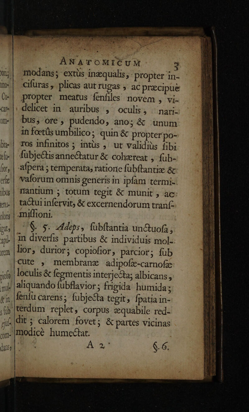 Y0« Ci EN Qm. Dite tlie fiot, erf bus em olons pi ) ap yet xol i mul ETT ZEN PONES EHE  . 9c. is Pie a DNUS A. OM, ÀÁNATOMICUM modans; extüs ingequalis, : propter in- cifuras , plicas aut rugas ,' ac precipue propter meatus fenfiles novem , vi- delicet in auribus , oculis, ^ nari. bus, ore, pudendo, ano; &amp; unum in foctüs umbilico ; quin &amp; propter po- ros infinitos ; intus , ut validius fibi afpera ; temperata; ratione fübftantize &amp; valorum omnis generis in ipfam termi- antium ; totum tegit &amp; munit , ac | ta&amp;tur infervit; &amp; excernendorum tran | miffioni. | | PG, ddeps, fubftantia unCtuofa , lior, durior; copiofior, parcior; füb cute , membrane adipofz-carnofae loculis &amp; fegmentis interjecta; albicans ,