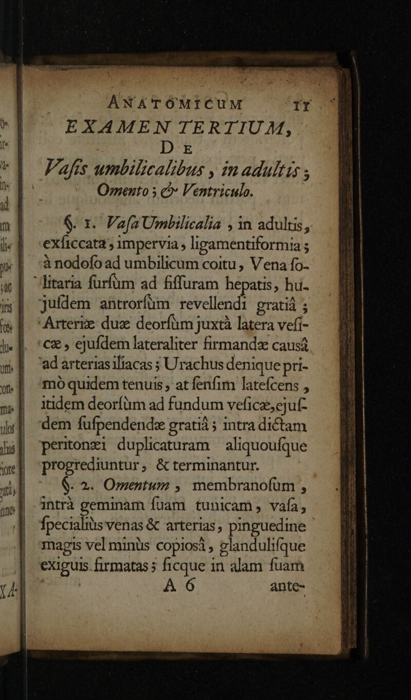 ! D E Vafts umbilicalibus , in adultis ; Omento 5 c Ventriculo. &amp;. x. Vafa Umbilicalia , in adultis, exficcata , impervia , lipamentiformia ; à nodofo ad umbilicum coitu , Vena fo- ditaria furfum ad fiffuram hepatis, hu- juídem antrorfüm revellendi gratiá ; Arterie duae deorfüm juxtà latera vefi- cg , ejufdem lateraliter firmanda causá ad arterias iliacas ; Urachus denique pri- mó quidem tenuis , at fenfim latefcens , itidem deoríüm ad fundum veficz,ejuf- dem fufpendendz gratiá ; intra dictam pentonzi duplicaturam aliquoufque progrediuntur, &amp; terminantur. $. 2. Omentum ,. membranofüm , intrà geminam fuam tunicam, vafa, | ^pecialiüs venas &amp; arterias, pinguedine - magis vel minüs copiosi , glandulifque exiguis. firmatas ; ficque in alam fuam A 6 ante-