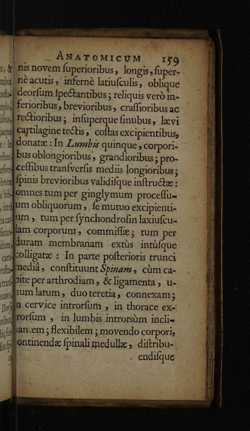 y, &amp;| nis novem fuperioribus, longis , fuper- iih |n acutis » ' inferné latiufculis, oblique xe ldeorfüm Ipectantibus ; reliquis veró in- wj ferioribus » brevioribus, craffioribus ac libus] rectoribus ; infuperque finubus, levi am cartilagine tectis , coftas excipientibus, [| donate : In Zubzs quinque , corpori- chis Ibus oblongioribus; grandioribus; pro- didiceffibus tranfverfis mediis longioribus; dpinis brevioribus validifque inftru&amp;tz : bi fomnes.tum per ginglymum proce(fu- aum obliquorum ,. fe mutuo excipienti- aom » tum per fynchondrofin laxiufcu- lam corporum, commiffe; tum per dmfpuram membranam extüs intüíque af-olugatz : In parte poflerioris trunci medid, conftituunt Spam, cüm ca- pite per arthrodiam , &amp; ligamenta , u- numlatum, duoteretia, connexam; jfa cervice 1introrfum , in thorace ex-: Arorfum , - in lumbis introrstim inclie (gftan:em ; flexibilem ; movendo corpori; opentinendz fpinali medulla ,. diftribu- inmemor. endifque