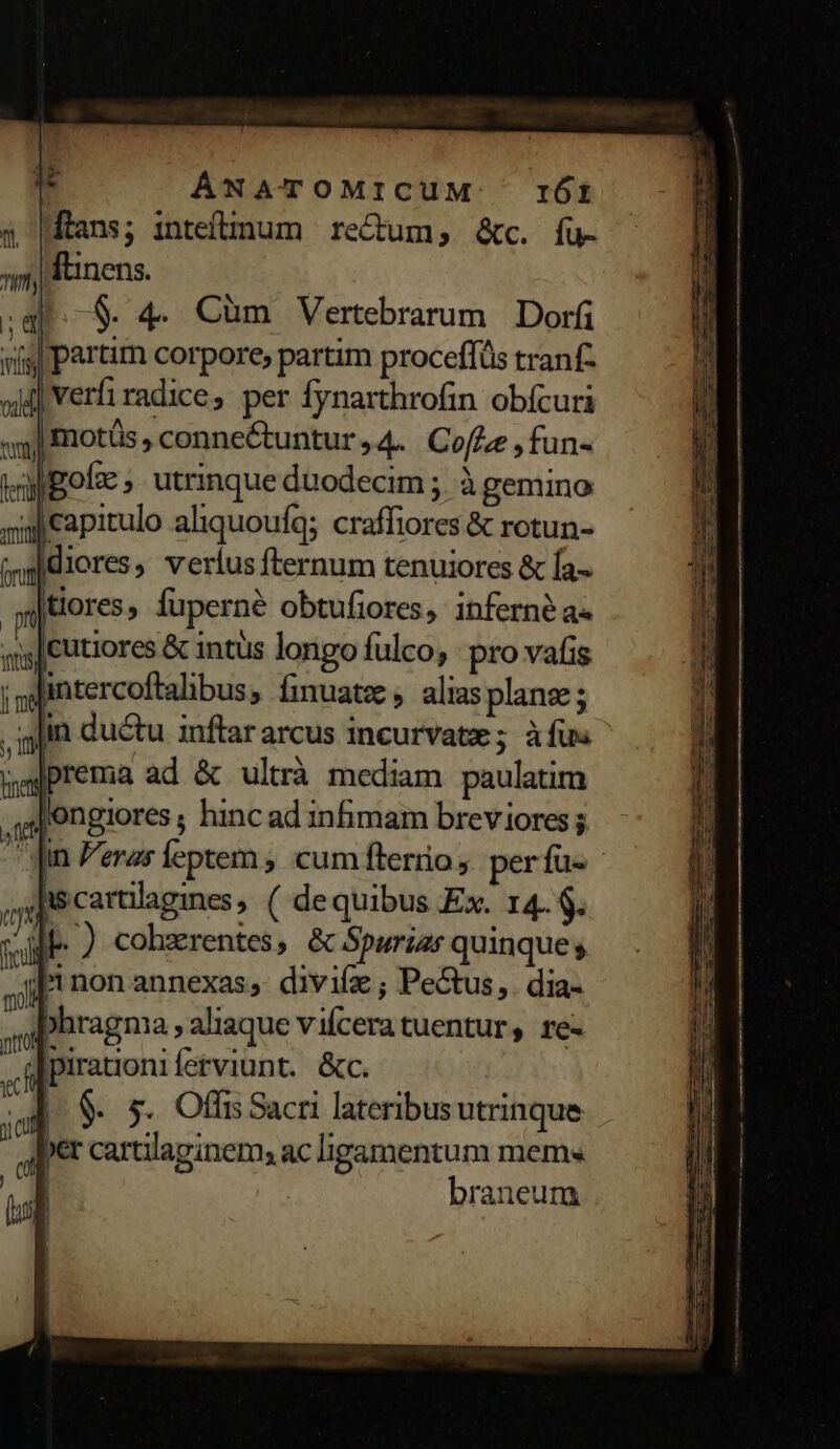 x d AÁNATOMICUM. TIÓI 5 |Mtans; inteftnum re&amp;um,; &amp;c. fu- 5) Rinens. sg. S. 4. Cim Vertebrarum. Dorfi vis] Partim corpore, partim proceffüs tranf- «iij verfi radice, per fynarthrofin obícuri il motüs , conne&amp;tuntur , 4. Cof/ze , fun- MBgolz , utrinque duodecim ; à gemino aj capitulo aliquouíq; craffiores &amp; rotun- idiores, verlus fternum tenuiores &amp; Ía- tores, fuperné obtufiores, inferne a« s|[Cutiores &amp; intus longo fulco, pro vafis intercoftalibus, fmuatz , aliasplange ; alin du&amp;tu inftar arcus incurvatz ; à fus i prema ad &amp; ultrà mediam paulatim  ongiores , hincad infimam breviores ; Jin eras feptem , cum fteriio, perfu- Ji cartilagmnes,. ( de quibus Ex. 14. $. db. ) cohzrentes , &amp; Spurias quinque s |inon annexas;,- divife ; Pectus, dia- phragma , aliaque vifceratuentur, re- pirationiferviunt. &amp;c. |. $. 5. Offis Sacri lateribus utrinque ber cartilapinem; ac lipamentum mem« | braneum