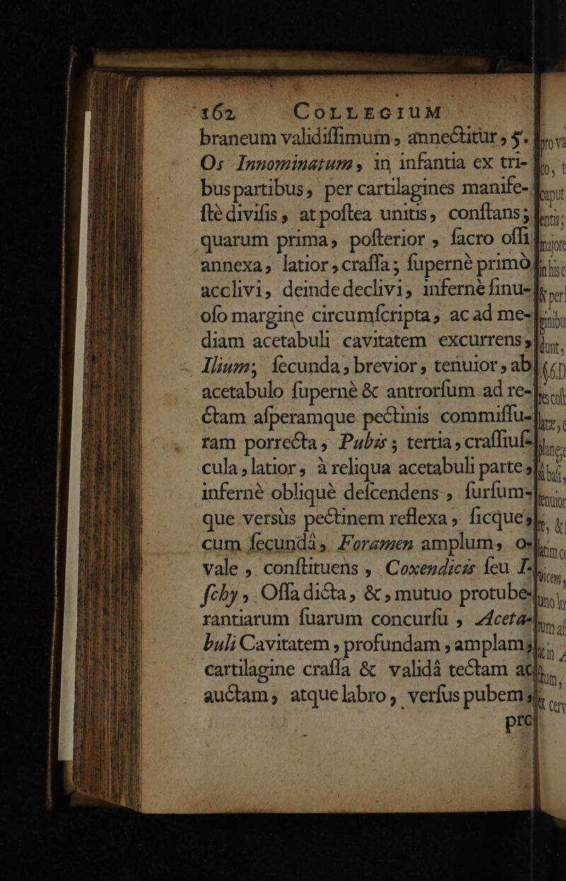 p MAD com WR M rari er cape, X 6* CorLLEGiuM | braneum validiffimum annecütur » 5. b. v; O: Innominatum , in infantia ex tri- Er. buspartibus, per cartilagines manife- ftédivifis, atpoftea unitis, conftans; Lr; quarum prima, pofterior facro offi. annexa, latior; craffa ; fuperné primófri i acclivi, demdedeclivi, inferné finu- 9» ofo margine circumícripta, ac ad mes]; diam acetabuli cavitatem | excurrens 5|)... Ilium; fecunda; brevior; tenuior ; ab|««) acetabulo fuperné &amp; antroríum ad re-.... &amp;am afperamque pe&amp;tinis commiffu-],.... ram porrecta, Pabzs ; tertia , craffiuf los cula,latior, reliqua acetabuli partes]. ; inferne oblique defcendens ; furfum Lus que versus pectinem reflexa . ficque]. cum fecundá ;. Forazzen amplum, o. tmo vale , conflituens ,' Coxezdiczs Íeu T- 9E fcby ,. Offa dicta, &amp; , mutuo protube- bo rantiarum fuarum concurífu , 2z4ceta- ima buli Cavitatem ; profundam ; amplamyj], ; cartllagine crafla &amp; validá tectam ath. auctam ; atque labro ?. verfus pubem 3n ü C pa
