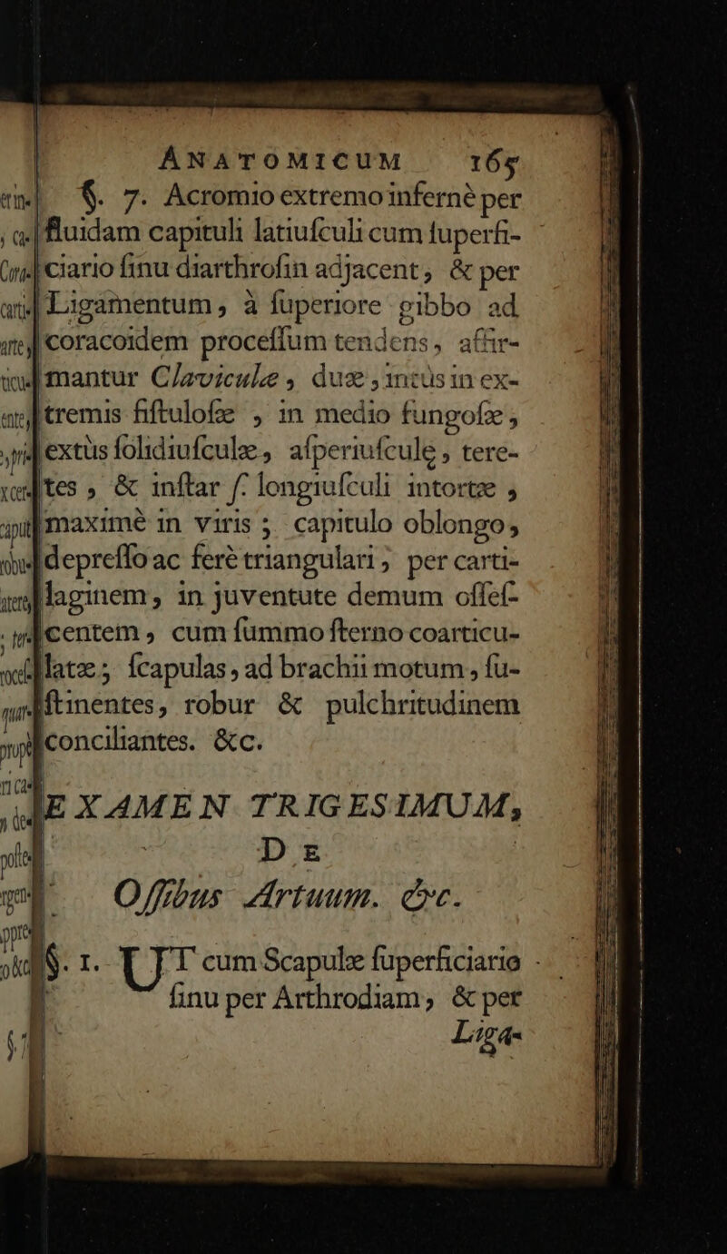 «|. $. 7. Acromio extremoinferné per I denos capituli latiufculi cum fuperfi- on [ciario finu diarthrofin adjacent, &amp; per utl | Ligamentum, à fuperiore gibbo ad ng Icoracoidem proceffum tendens, affir- id mantur C/zvicule , dux intus in ex- ap tremis fiftulofe , 1n medio fungofz ; yn] lextüs folidiufcule , afperiuf cule , tere- yowftes » &amp; inftar f: lengiufculi intortze ; pil maxime in viris ; capitulo oblongo; dw depreffo ac fere triangulari; per carti- sMaginem, in juventute demum offet- centem , cum fummo fterno coarticu- vil lat; Ícapulas , ad brachii motum, fu- p Cap, robur &amp; pulchritudinem | iconciliantes. &amp;c. nad QJEXAMEN TRIGESIMUM, xil D. w* —O/fbus Zirtuum. dc. $. I. T cum Scapulz fuperficiario - finu per Arthrodiam, &amp; pet Liga-