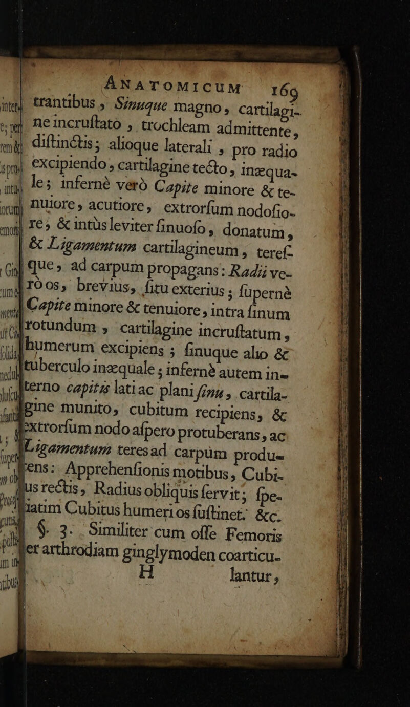 trantibus , Sinuque magno, cartilagi- neincruflato , trochleam admittente, | diftinctis; alioque laterali , pro radio | excipiendo , cartilagine tecto , ingqua- le; inferné veró Capite minore &amp; te- nuiore, acutiore, extrorfum nodofio- | re» &amp; intüsleviter finuofo , donatum, |&amp; Ligamentum cartilagineum » teref- Ga] que ad carpum propagans : Rag ve- [IO 03, brevius, fitu exterius ; füperné | Capite minore &amp; tenuiore intra finum ;Irotundum , cartillagine incruflatum , humerum excipiens ; finuque alo &amp; tuberculo inzequale ; infernà autem in» ,Jerno capitzs latiac plani fitit » .cartila- fgine munito, cubitum recipiens, &amp; dextrorfum nodo afpero protuberans , ac '! aoLigamentum teres ad carpüm produe [ens: Apprehenfionis motibus, Cubi. Rusrects, Radius obliquis fervit ; Ípe- aum Cubitus humeriosfüftinet; &amp;c. y $. 3. Similiter cum offe Femoris Jer arthrodiam ginglymoden coarticu- H lantur,