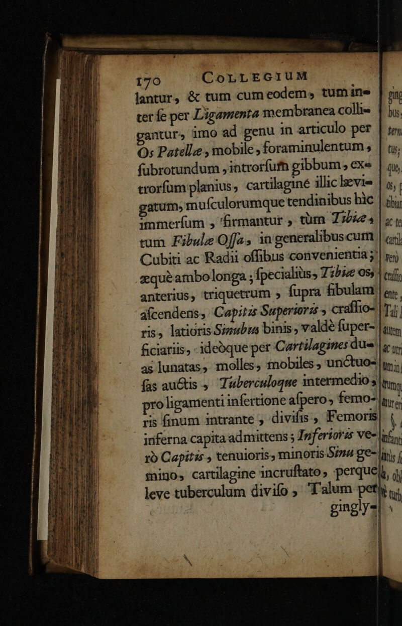 lantur, &amp; tum cum eodem, tum ine ter fe per Ligamenta membranea collis | ntur, imo ad genu in articulo per . Q; Patellz , mobile ; foraminulentum , fubrotundum , introrfufh gibbum , exe trorfum planius, cartilaginé illic levis | a. gatum, muículorumque tendinibus hic | di immerfum , hirmantut » tüm 735925 | s tum Fibule Offa, ingeneralibuscum | «yj Cubiti ac Radii offibus convenienua j| yj sque ambolonga ; fpecialius, T25iz 055 1 cri anterius, triquetrum » fupra fibulam |a. afcendens, Capitzs Superiora s craffio- nii ris, latioris S;ymubus binis ; valdé fuper- | ficiariis, - ideoque per Cartilagines due |i aslunatas, molles, tnobiles ; unctuos lu; | (as auctis — Tuberculoque intermedio s Imn. pro ligamenti infertione afpero; femo-| 1 ris finum intrante ; divifis , P. emoris inferna capita ad mittens ; Inferiorss ve- lup 1o Capitis tenuioris, minoris $724 ge- |, fnigo, cartilagine incruftato -perquep,, o leve tuberculum divifo , 'alum pef. gingly- :