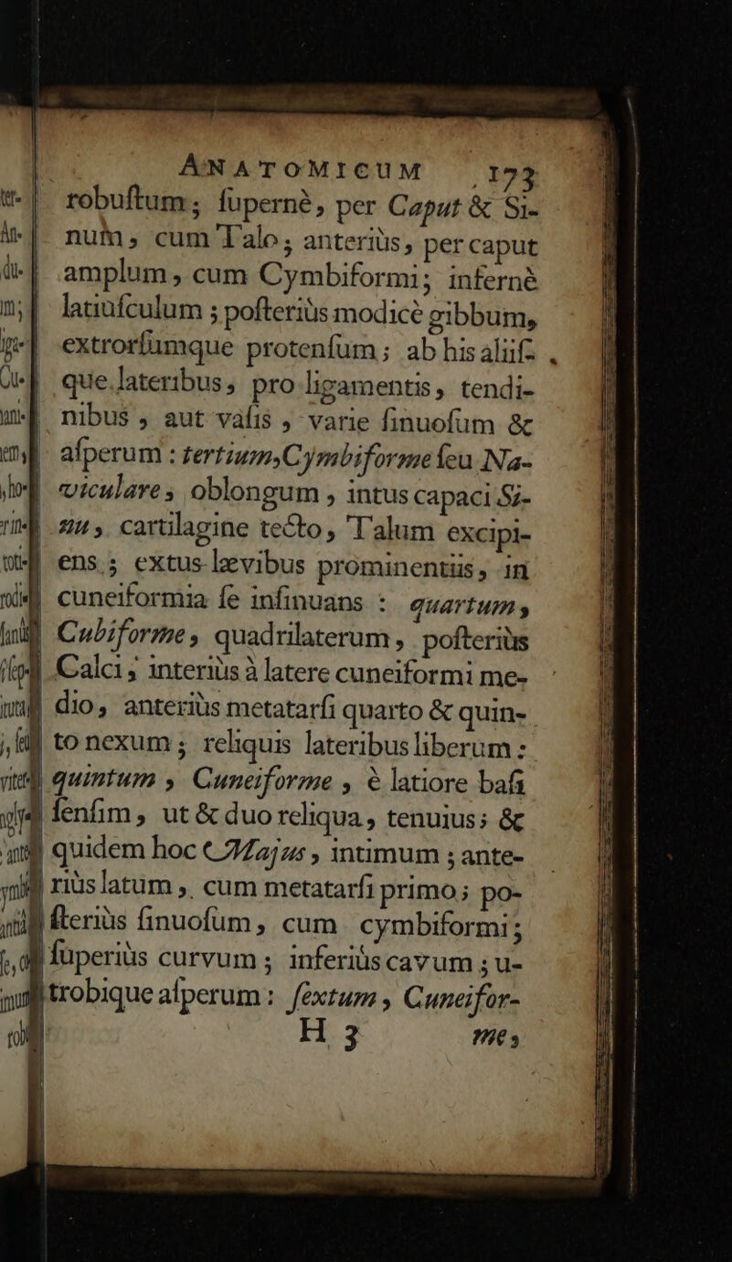 *-| robuftum; fuperné, per Caput &amp; Si- i-|. num, cum Talo; anteriüs, per caput à | amplum , cum Cymbiformi; infernà mj lanufculum ; pofteriüs modice gibbum, p«| -extrorfumque protenfum; ab his aliifz 4-4 que.lateribus pro lhgamentis, tendi- uM nibus, aut váfis ; varie finuofum &amp; my. afperum: tertiumyCymbiformeieu Na- JE mzculare; oblongum , intus capaci Sz- TIME 222». carüilagine tecto, 'T'alum excipi- UM| ens.; extus levibus prominentüs, .in wMP cuneiformia fe infinuans : quartum il Cubiforme, quadrilaterum, pofteriüs ipd Calc; interiuis à latere cuneiformi me- uu dio, anteriüs metatarfi quarto &amp; quin- , HI to nexum ; reliquis lateribusliberum: n quintum y Cuneiforme , € latiore bafs y j fenfim, ut &amp; duo reliqua, tenuius; &amp; 40g quidem hoc C225 , intimum ; ante- «9 rius latum ;. cum metatarfi primo; po- m fteriüs finuofum, cum .cymbiformi; X füperiüs curvum ; inferiüs cavum ; u- aug trobique alperum: fexturzz Cuneifor- (o 3 Hes