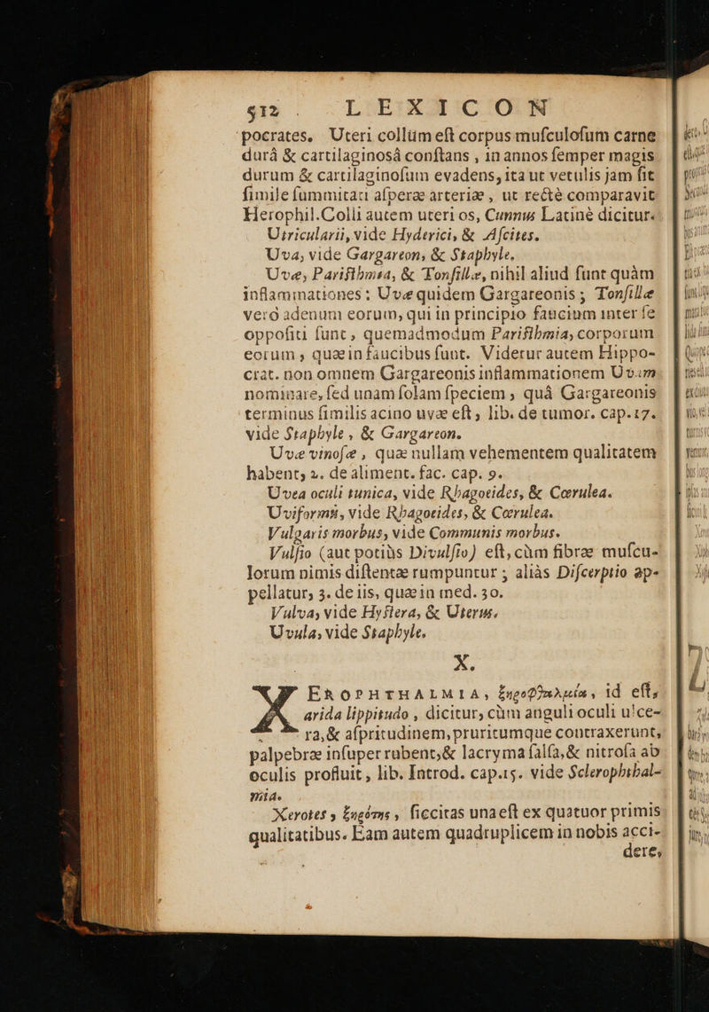 'pocrates, Ότει collüm eft corpus mufculofum carne dará ὃς cartilaginosá conftans , 1n annos femper magis durum &amp; cartilaginofum evadens, ita ut vetulis jam fit fimile fummitat afperae arteriae , ut recté comparavit Herophil.Colli autem uteri os, Cunma Laciné dicitur. Uiricularii, vide Hyderici, &amp; JAfcites. Uva, vide Gargareon, &amp; Stapbyle. Uve; Parifibnsa, δε Fonfill.e, nihil aliud funt quàm inflamimnationes : Uve quidem Gargareonis ; Tonftllee verd adenum eorum, qui in principio faticinm inter fe oppofiu func, quemadmodum Parifibmia, corporum eorum , quain faucibus funt. Viderur autem Hippo- crat. non omaüem Gargareonis inflammationem Ὁ v4 nominare, fed unam folam fpeciem ; quà Gargareonis terminus fimilis acino uvae eft; lib. de tumor. cap.:7. vide Stapbyle , &amp; Gargareon. Uve vinofe , qua nullam vehementem qualitatem habent; 2. de aliment. fac. cap. 9. U vea oculi tunica, vide Rbagoeides, &amp; Corulea. Uviformti, vide Rbagorides, &amp; Corulea. Vulgaris morbus, vide Communis morbus. Vulfio (aut potis Divulfio) eft, càm fibrae mufcu- Jorum nimis diftentae rumpuntur ; aliàs Difcerptio ap- pellatur, 2. de iis, quae ia «ed. 50. Vulva, vide Hyftera, &amp; Uter. Uvzula, vide Ssaphyle, X ΕΔΟΡΗΤΗΛΙΜΙΑ, ξηροθλλμίαν id eft, . arida lippitudo , dicitur, cüm anguli oculi uice- e» 9» ra, &amp; afpritudinem, pruritumque contraxerunt, palpebrz infuper rabent;&amp; lacryma fala, &amp; nitrola ab oculis profluit, lib. Iatrod. cap.rs. vide $clerophibal- nia. : qualitatibus. Eam autem quadruplicem in nobis jde eres 