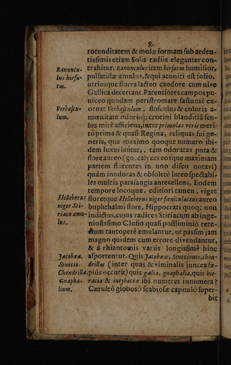 e. rotundicatem &amp; molz formam fub arden- tisfimis etiam Solis radiis eleganter con- Raunneu, trahitur. Razunculus item birfut:w humilior, lus birfuy«. pulfatillz zmulus,&amp;qui aconiti eft folio, dc utriusque floresla&amp;eo candore cum nive Gallica decercant.Patentiores campos pu- niceo quodam periftromate faftuosé ex- | Verbafeu- | oznat Verbafezulum , flofculus &amp; coloris a- luin, mcoenitate odorisi; crocini blanditiá fen- fus miré afficiens,inter primzlas veris meri- róprima &amp; quafi Regina, reliquas fui ge- neris, quz rpaximo quoque numero ibi- dem luxuriantur,, tàm odoratas puta &amp; floreaureo(go. calyceseosque maximam | partem florentes in. uno difco notavi) quàm inodoras &amp; obfoleté luteo fpe&amp;abi-. les multis parafangisantecellens, Eodem tempore locoque, editioritamen , viget Helleborus floretque elleboras niger feniculaceus aureo niger 5ti- buphthalmi flore, Hippocrati quoq; non riaco amt- indi&amp;us,cujus radices Stiriacum ab inge- lus, niofisfimo Clufio quafi poftliminió rete- é&amp;um tantoperé zmulantur, ut pasfim jam magno quidem cum errore divendantur, &amp; à rhizotomis variis longisfimà hinc gacobea. afportentur. Quis Jacobeae, Seneciones,obon- Seneció. — drillas (inter quas &amp; viminalis juncea fz- Chondrilla.piàs occurit) quis galia, gnaphalia,quis bie- 6napba« racia &amp; intybacea ibi numeret innumera? liem, —— Cerulcó globos fcabiofx capitule fuper- bit