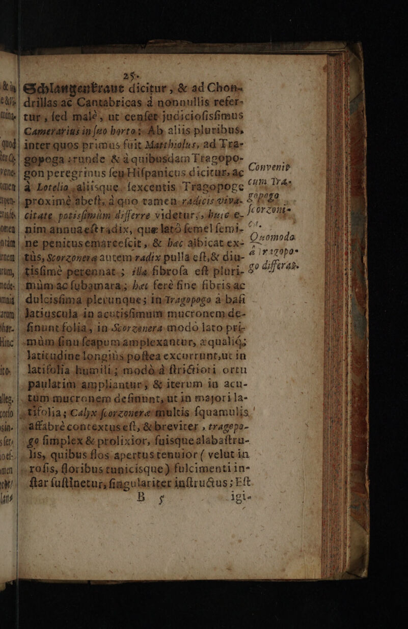 ler (d Vene. mem | Ke us fe Qineg ütam nen rüm, nedt- mii tom har Hinc Ito leg, $i s fen 178 met mti n drillas.ac Cantabricas à nonnullis refer- Capserarius in [uo borto.s«Àb, alis pluribus, inter quos primus fuit Matrbiolur, ad Yra- gopoga runde &amp; à quibusdain Fragopo- P. d gon peregrinus fep Hifpanicus dicitumaec ^^ T à Lotelio ,aliisque. (excentis Tragopogc (^7 !74 proximé abeft; digno camen. radicis oiva- 5 P785 citate. potisimuüm differre videtur; bzie.€- Aiébdé 7 nim annua eft rádix, que lato femel Ícmt- s 1 ne penicusemárecícit ,.&amp; Dec albicatex- 5 reo lis, Scorzonena autem zadix pulla eft,&amp; diu- ^ * P? tisimé perennat.;. /lle fibroía eft plari- 5? 704^ tnum:àc fubamara; b«c feré fine fibrisac dulcisáma plerunque; in Tragopogo à bafi ljatiuscula in acutisfimum mucronem de- linunt folia, 1n«Scorzenera eodo Iato pris mum finufeapumamplexantur, zquali; latitudine longitis poftea excurrunt,ut in latifolia humili; modo d flrctiori ortu paulatim amplantur; &amp; iterum ig acu- tüm mucronem definunt,ut in majori la- tifolia; Calyx fcorzonere' inultis fquamulis affabré contextus eft, &amp; breviter tragepo- £0 fimplex &amp; prolixior, fuisquealabaítru- lis, quibus flos apertus tennior ( velut in ftar fullinetur, fiagularitet inflru&amp;us; Eft » :  d 19012 $ igi