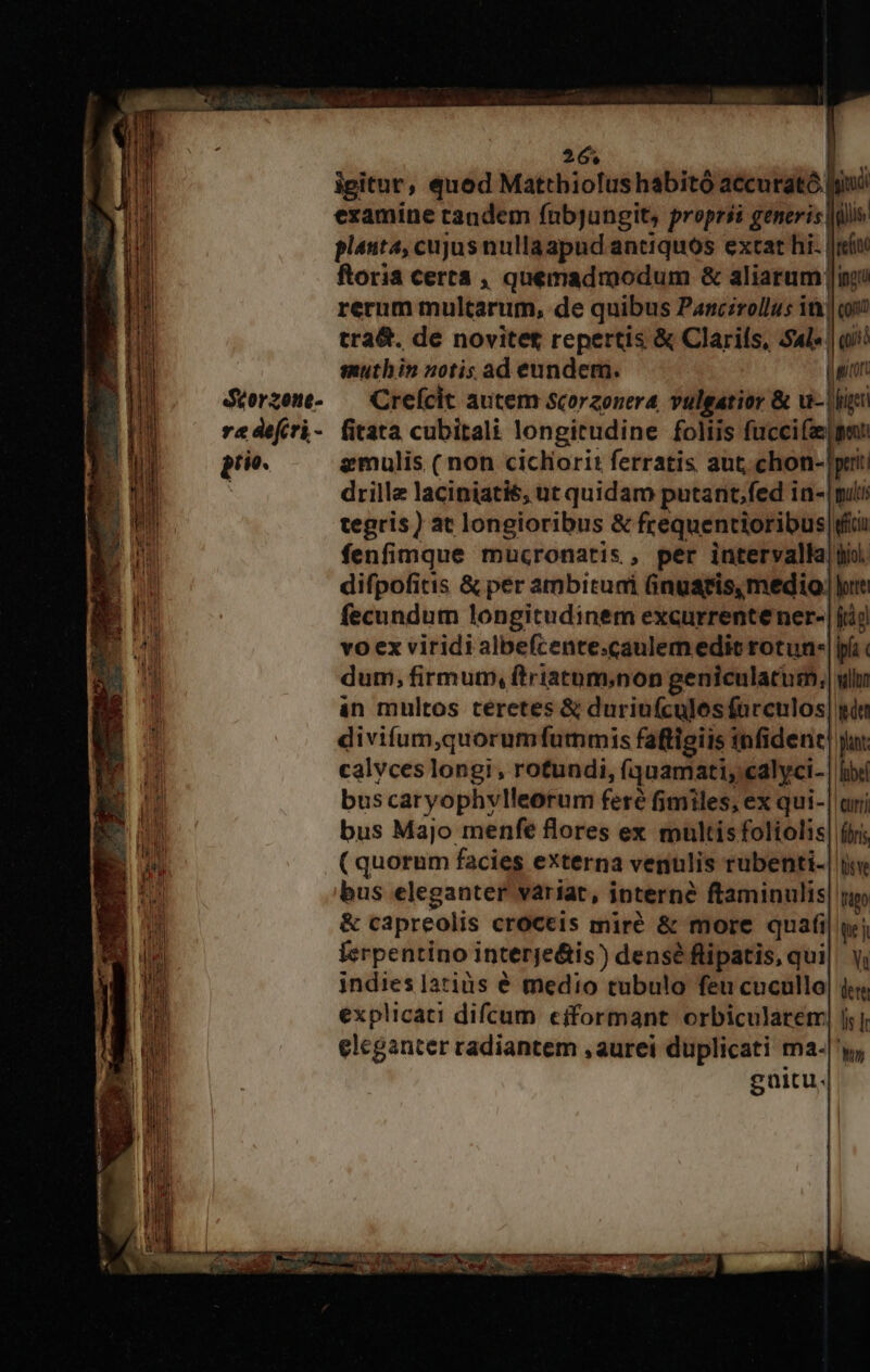 dtorzene- ve defcri- pr. 26. igitur, qued Mattbiolus habitó accurató [yi examine tandem fubjungit, proprii generis |ilis planta, cujus nullaapud antiquos extat hi. [río ftoria certa , quemadmodum &amp; TRA] inp rerum multarum, de quibus Pancirollus in) qi tra&amp;. de novitet repertis &amp; Claris, Sal» | qii! muthin notis ad eundem. con Crefcit autem scorzonera vulgatior &amp; u- |l fitata cubitali longitudine foliis fuccife pe emulis ( non cicliorit ferratis aut, chon-|prit drille laciniatis, ut quidam putant;fed in- mili tegris) at longioribus &amp; frequentioribus |i fenfimque mucronaris,, per intervalla| ji difpofitis &amp; per ambituai inuaris,medio, lur fecundum longitudinem excurrente ner- | (ij vo ex viridi albefcente.caulem edit rotun- | ii dum, firmum, ftriatum;non geniculatim, wl àn multos teretes &amp; durinfcules farculos| git divifum,quorumfummis faftigiis infidene| jt calvces longi, rotundi, f(quamati; calyci- | libe buscaryophylleorum feré fimiles, ex qui-| ari bus Majo menfe flores ex multis foliolis| (br; ( quorum facies externa venulis rubenti-| ju bus eleganter variat, ipterné ftaminulis uo &amp; capreolis croccis miré &amp; more quafi| uj lerpentino interje&amp;is) densé flipatis, qui|. y, indies latius é medio tubulo feu cucullo| je explicati difcum efformant orbicularem, [s | eleganter radiantem ,aurei duplicati ma-|'y, güitu.