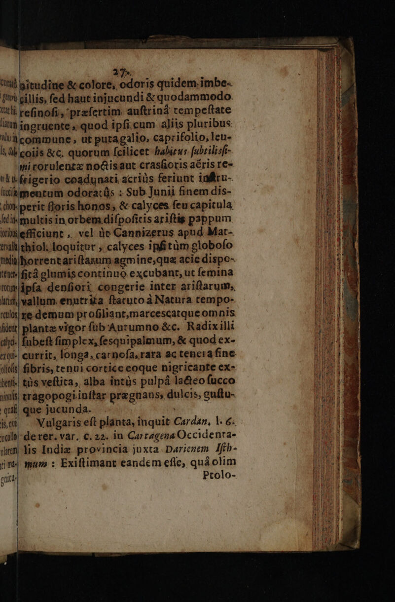 27». tri citis, fed haut injucundi &amp; quodammodo. tli refinofi;, prafertim. auftriná tempeftate là ingruente »; quod ipfi cum aliis pluribus liilcommune » ut putagalio, caprifolio, leu- übicoiis &amp;c. quorum fcilicet habieus fubtilisi- mirorulenrz no&amp;isaut crasfioris aéris re- i feigerio coadunaci acriüs feriunt inlru-. ixitgmenrum odoracüs : Sub Junii finem dis- . dlot« perit ioris honos, &amp; calyces fen capitula Íditmultis in orbem .difpofitis ariftig pappum irblefficiunt ,, vel àe Cannizerus apud Mat- tih tbiol, loquitur , calyces 1pfitüm globofo nto borrentari(tasum agmine;,qua acie dispo- tut ficá glumis continuo. excubanr, ut femina ttudpfa denfiori congerie inter ariftarum;, lii, wallum. enutrita ftacuco à Natura cempo- «los re.demum profiliant;marcescatque omnis fitit plantze vigor f&amp;b'Antumno &amp;c. Radixilli dd. fubeft fimplex, fesqnipalmum, &amp; quod ex- «tui currit, longa, carpofa, rata ac tenera fine. ios] fibris, tenui cortice eoque nigricante ex- lei às vetita; alba intüs pulpá la&amp;eo fucco. jns tragopogiinttar przgnanss dulcis, guftu- quii que jucunda. ] : imi . Vulgaris eft planta, inquit Cardar, l. 6. vüllol-de rer. var. €.22. in Cartagena Occidenra- drm Yis Indiz. provincia juxta. Darzezem Aftb- jm. sumo : Exiftimant eandem efle; quá olim ptiti Ptolo- A DE ED sm poc E vd E : B NM oo Ie dperid