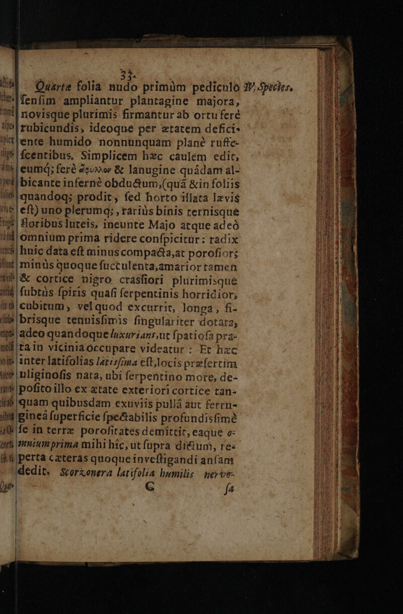 | I ^ 3j tI fenfim ampliantur plantagine majora, nl novisque plurimis firmantur ab ortuferé i^|rubicundis, ideoque per etatem defici- i/tente humido nonnunquam plané ruffe- !$|fcentibus. Simplicem hic caulem edit, iü| eumd; feré 4evor &amp; lanugine quádam al- Wil bicante inferné obdu&amp;um;(quà &amp;in foliis folis quandoq; prodit, fed borto illata lzvis$ iit eft) uno plerum; , rariüs binis ternisque nt! foribuslurteis, ineunte Majo atque adeó ill omnium prima ridere confpicitür: radix tk huic data eft minus compadia,at porofior; liit minüs quoque fücculenta,amarior tamen Wi &amp; cortice nigro crasfiori plurimisque (0$ fubtüs fpiris quafi ferpentinis horridior; Is cubitum; velquod excurrit, longa, fi- di» brisque tenuisfimis fingulariter dotata; p adeo quandoque /uxurians;nt fpatiofa pra- mil tain viciniaoccupare videatur : Ft hzc ni inter latifolias Iarisfnua eft,locis prefercim um uliginofis nata, ubi ferpentino more, de- m» pofitoillo ex ztate exterioricortice tan- inh quam quibusdam exuviis pullá aut ferru- iiit pinea fuperficie fpe&amp;abilis profundisfimé iQ e 1n terre porofitates demittit, eaque o- il perta czteras quoque inveftigandi anfam dedit. Scorzenera latifolia humilis: geyré- Que C f4 |