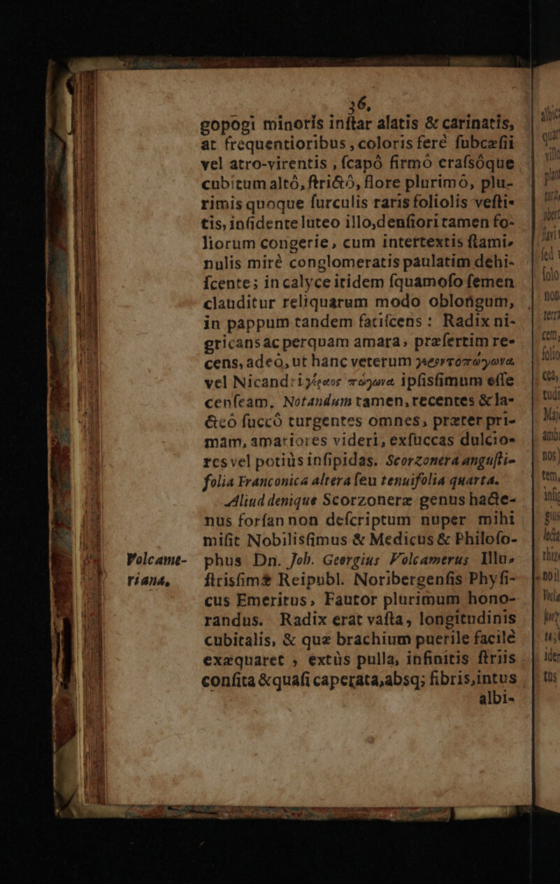 Volcame- Y/4nd, 36. gopogi minoris inftar alatis &amp; carinatis, at frequentioribus , coloris feré fubcefii vel atro-virentis , fcapó firmo crafsóque cubitum altó, ftri&amp;o, lore plurimo, plu. rimisquoque furculis raris foliolis vefti- tis, infidenteluteo illo,denfiori tamen fo- liorum congerie, cum intettextis ftamie nulis miré conglomeratis paulatim dehi- Ícente; incalyceitidem fquamofo femen clauditur reliquarum modo oblongum, in pappum tandem fatifcens : Radix ni- gricansac perquam amara, praefertim re» cens, adeo, ut hanc veterum jerromeyora vel Nicand:iyegeos vo5ora ipfisfimum effe cenfeam, Notandum tamen, recentes &amp; la- &amp;có fuccó turgentes omnes, prater pri- mam, amariores videri, exfuüccas dulcios rcsvel potiüsinfipidas. Seorzonera angu[li- folia Franconica altera feu tenuifolia quarta. Aliud denique Scorzonerz genus hadte- nus forfan non defcriptum nuper miht mifit Nobilis(imus &amp; Medicus &amp; Philofo- phus Dn. Job. Geergius Folcamerus Yu» firisfim&amp; Reipubl. Noribergenfis Phy fi- cus Emeritus, Fautor plurimum hono- randus. Radix erat vafta, longitudinis cubitalis, &amp; quz brachium puerile facile exequaret , extüs pulla, infinitis flriis confita &amp;quafi caperata,absq; fibris,intus | | albi-