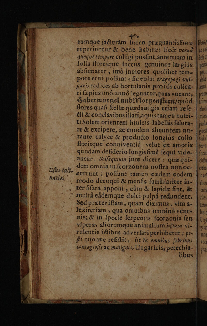 406. tumque jacturám. fucco. przgaaneisfinase: [Ilbus reperiuntur &amp; bene habitz; licér veras: |ui e quoqae tanpore colligi posfint,antequam in |i! folia floresque (uccus genuinus largiàs. | ptit abfumatur , imó juniores quolibet tem- | yt: pore erui poffunt : fic enim zragopogi vul-- | iit g4ris radices ab hortulanis proufuculina- |i rifepius unó.annó leguntur;quas vocant, [pon *SaberwuraelunotfiTorsenftern/quód. [uin flores quafi ftelle quzdam gis etiam refe-: | dil &amp;i&amp; conclavibusillati,aquis tamen nutri- | gio ti Solem orientem hiulcis labellis faluta- gli re &amp; excipere, ac eundem abeuntem nu- putt tante calyce &amp; producto longiüs collo. |i: Üorisque conniventiá velut ex amoris |f« quodam defiderio longis(imé fequi vide-. | fou: antur, So//equium jure dicere; quaqui- Lob dem omnia infcorzonera noftra nonoc- [oi cnrrunt ; poflunt tamen exzdem eodem: [ia modo decoqui &amp; menfis familiariter in-. | ou , Ferfifara apponi , cüm &amp; fapidz fint, &amp; | cxi * multà eádemque dulci pulpá redundent, | iij Sed przteriftam, quam diximus, vim a-. |' inj Jexiteriam , qua omnibus omninó venes. |; nis; &amp; in (pecie ferpentis fcorzonis feu | Une: viperz, aliorumque animalium i&amp;£&amp;iay vi-. |. ruleutis i&amp;ibus adverfari perhibetur ; pe- [aw fi quoque refiftit, üt &amp; omuibus febribus: Y voc €ontagiofis ac thaliguis, Un gáricis, RM pha Ti ibus | x - a Dion ETT - - J queat c - » A f ex poder p a ert ner -— : euer 1 z à - T z A C HE ETE CT T UE ufuséuli- HAYLA.. TREE. orf pU Imagenes. DU APR D ro^ Je gii pm