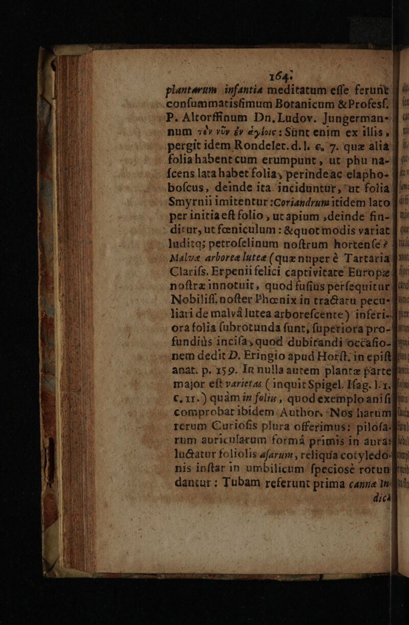 pergit idem Rondelet.d.1l. e, 7. qua alia | folia habent cum erumpunt , ut: phu na- Ícens lata habet folia; perindeac elapho- | per initia eft folio , uc apium ,deinde fin- . ditur, utfoeniculum : &amp;quot'modis variat | luditq; petrofelinum noftrum horten(e? | Malve arborea lutee (quz nnper é Tartària| Clarifs, Erpenii felici captivitate Entopa ]/ nofirz innotuit, quod tufiüs perfequitur, Nobilif. nofter Phoenix in tra&amp;atu pecu- f liari de malválutea arborefcente) inferi-. ora folia (ubrotunda funt, füperiora pro-| fundiüs incií2; quod dubirandi occafio- [^ anat. p. x59. In nullaautem planta parte C, 1r.) quàm iz felts , quod exemploanifi comprobaribidem Author, «Nos harum rerum Curiofis plura offerimus? pilofa- rum auricilarum formà primis in anra: lu&amp;atur foltolis afarum , celiqua cotyléedod nis inftar in umbilicum fpeciose rotun dantur : Tubam referunt prima canne Ind | dicà