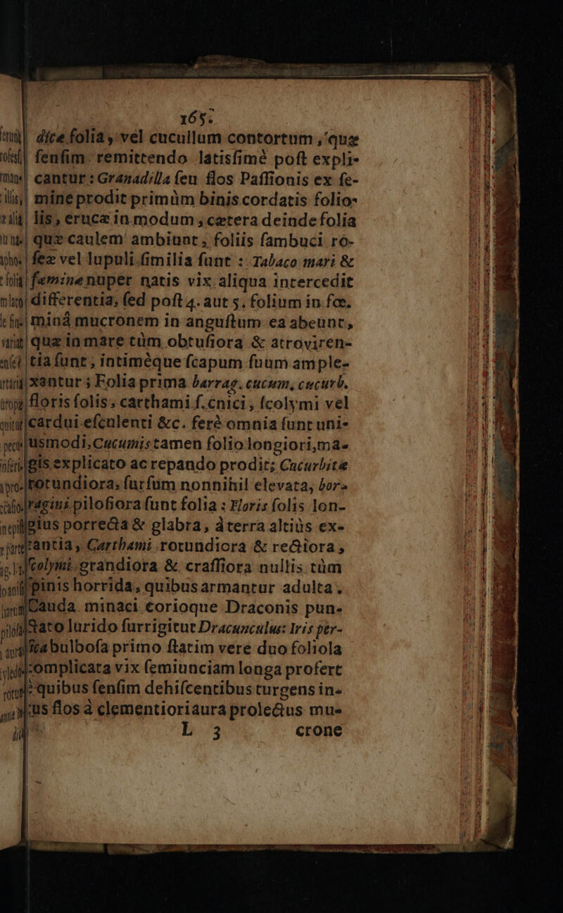 ui| dite folia, vel cucullum contortum ,'quz t| fenfim. remittendo latisfimé poft expli- ww cantur: Grazad/la feu flos Paffionis ex fe- ili | mine prodit primüm binis cordatis folio- ti4| lis, eruce 1a modum ; cetera deinde folia «| quz caulem ambiunt , foliis fambuci ro- ihe | fez vel lupuli.fimilia funt : Tabaco tari &amp; lil femine nuper natis vix. aliqua inrercedit nlug| differentia, fed poft 4. aut 5. folium in foe. t| mind mucronem in anguítum ea abeunt, a quziamare ctüm obtufiora &amp; atroviren- a tia funt ; intiméque fcapum fuum ample- ninjxentur ; Folia prima barrag. cucum, cucurb. ijg Boris folis; carthami f.cnici , Ícolymi vel wir carduiefcalenti &amp;c. feré omnia funt uni- wo usmodi,Cucumistamen foliolongiori,màa- n gts explicato ac repaudo prodit; Cacurbite ipe |forundiora; fur füm nonnihil elevata, dor» ale [ragius.pilofiora (unt folia : Eloris folis lon- agilBius porre&amp;a &amp; glabra, dterra altis ex- japantia , Cerrbami .rocundiora &amp; reciora , i.p eolymi.grandiora &amp; craffiora nullis tüm ofpints horrida, quibus armantur adulta. wancauda. minaci €orioque Draconis pun- Sato lurido furrigitut Dracuzculu: Iris per- quiita bulbofa primo ftatim vere duo foliola di-omplicata vix (emiunciam longa profert qi quibus fenfim dehifcentibus turgens in- jus flos à clementioriaura prole&amp;us mus b Lb 53 crone pilo