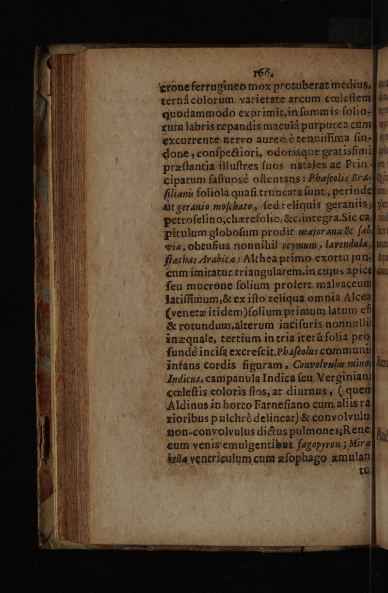 66, wroneferrugineo mox protüberat medius, fru: ternácolorüm: varietate arcum caeleftemgé» quodammodo exprimit in fummis folios rur labris repandis maculà purpurea cum excurrente nervo aureo? renuiffiraa fin» done , confpe&amp;iori, odorisque grauisfimi praflancia illuftres fnos natales ac Prin. cipatum faftuosé oftentans t Pbafeolis Br filianis foliolà quafi truncatafunt, perinde ? ait geranio mo[chato., íed.reliquis geranils. petrofelino;chzrefolio,&amp;cantegra.Sic ca piculum globofum prodit ssajorana.&amp; (4L vi4;Oobtufius nonnihil ecymum. lavendula, flechas Arabica : AM hea primo.exortu uns cum imitatur rriangnlarem;in cujns apicefiu feu mucrone folium profert. malvaceuti latifimum,&amp; ex ifto reliqua omnia Alcea (venetz itidem)folium primum latum efi &amp; rotundum,alrerum incifuris nonnulli inzquale, tertium in tria iterüfolia pro fundé incifa excrefcit.Pbafeolus communist infans cordis figuram , Convolvulu. mint) Indicus, campanvla Indica feu Verginiani coeleftis coloris flos, at diurnus, ( queri Aldinus in horto Farnefiano cum.aliis rà xioribns pulchré delineat) &amp; convolvulu| non-convolvulus di&amp;us pulmones;R ene cum venis'emulgentibus fagopyron; Mira| &amp;zlla ventriculum cum zfophago amulat. tü,