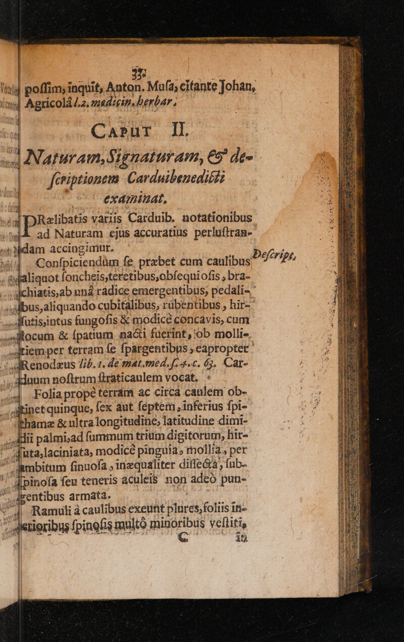 ! d poffim; inquit, Anton. Mu (4; citante Johan, im] Agricolá La, zeedzcin.berbar,  aw KoEBAER. IL, id Naturam, Szgnaturam, €9' de- | — feriptionem Carduibeneditiz ; ] cC examinat, » dd pietas variis Carduib. notationibus. E Da ad Naturam ejus accuratius perluftran- - ; dam accingimur. Confpiciendüm fe. prebet cum canlibus ^ 4^2 «yfaliquot foncheis;teretibus,obfequiofis ; bra- Jchiatis,ab uná rádice emergentibus; pedali ' ;.fibus,aliquando cubitalibus, rübentibus. hir-' .AMfütisiintus fangofis &amp; modice concavis, cum ocum &amp; Ípatium nacti fuerint, ob molli«. jt : | - M ,itiemper terram fe fpargentibus ; eapropter a JR enodazus Tib. 1. de mat.tned. f..4.c. 65. Car- e. . idnum noftrum firaticaulem vocat. | Folia propé terrám ac circa caulem ob- /altinet quinque, fex aut feptem , inferius fpi- dhame &amp; nltra longitudine, latitudine dimi- ' dii palmi,ad fumimum trium digitorum, hir-  d'ata,laciniata, modice pinguia» mollia, per 7 iambitum finnofa ; inequaliter diffe&amp;a, fub- ^ J[pinofa feu teneris aculei$ non adeo pun- Agentibus armata. I Ramuli à caulibus exeunt plnres,foliis in- tiocibig ine muló minoribus veliti | di 38