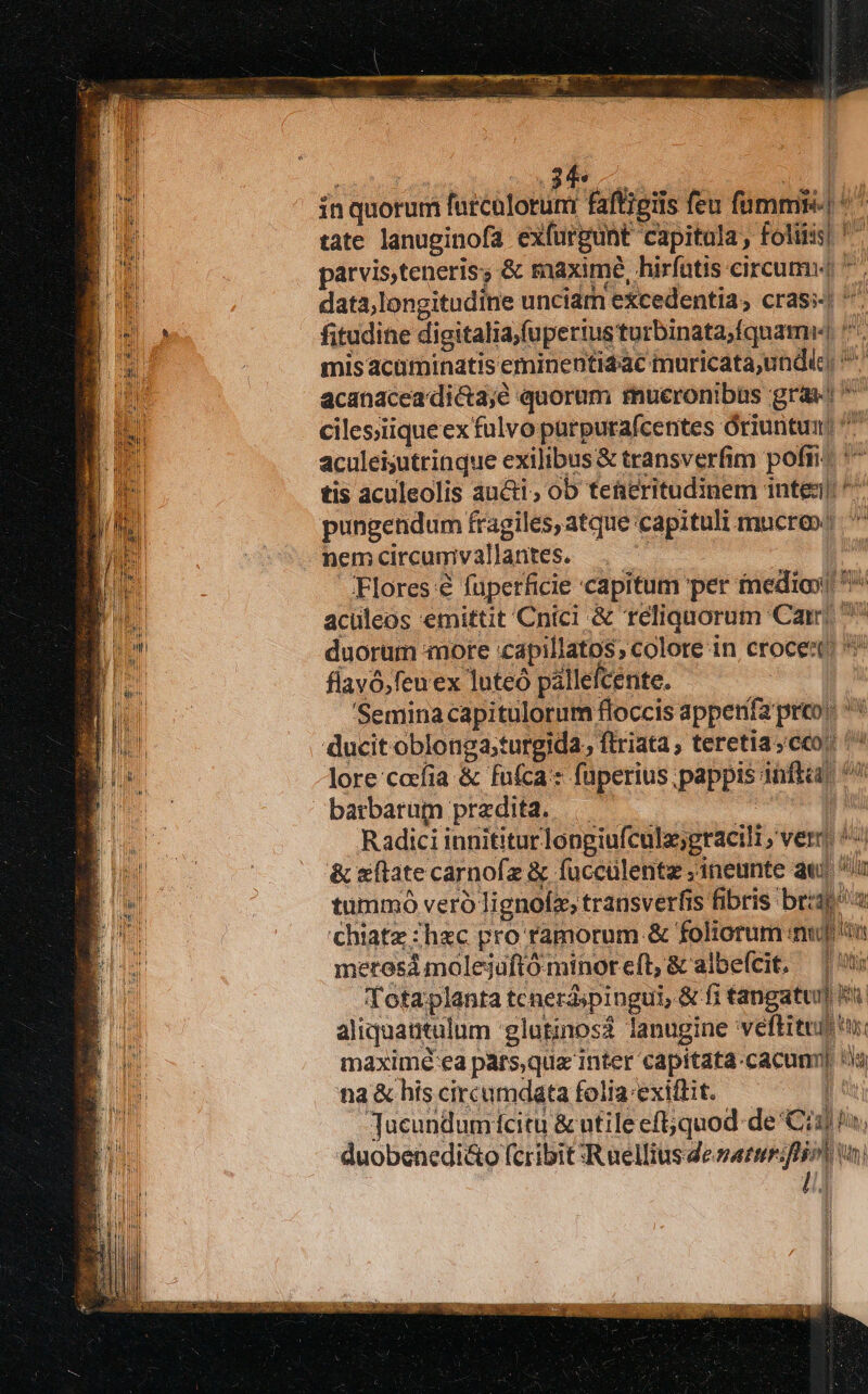 tate lanuginofa exfurgunt capitala, foliis, ^ parvis,teneris; &amp; maxime, hirfutis circum 7 data;longitudine unciam excedentia, cras ^. fitudine digitalia;fuperius turbinata;fquamw ^. mis acaminatiseminenti4ac muricata,undic, ^ acanaceadica;é quorum rmucronibüs grav ^ cilesiiiqueex fulvo purpurafcentes Óriuntum. ^^ aculei;utrinque exilibus&amp; transverfim pofi. ^^ tis aculeolis aucti, ob tetieritudinem intei ^^ pungendum fragiles, atque capituli mucreo! ^ ^. nemcircunmivallantes. — | | Flores é füperficie capitum per inedia! aculeos emittit Cntci &amp; reliquorum Cam ^ duorum more .capillatos, colore in croce 7 flavó,feuex luteó pallefcente. Semina capitulorum floccis appena preo. ^* ducit oblonga;turgida, flriata , teretia ceo: ^^ lore coíia &amp; fníca:: fuperius pappis inflat. ^ barbarum praedita... | MM Radici innititur longiufcule;gracili ; ver ^| &amp; state carnofz &amp; füccülentz ineunte au) iu tummo vero lignofz, transverfis fibris bra chiatz :hzc pro ramorum &amp; foliorum inu metes molejaftó minoreft; &amp; albefcit, — Totaplanta tenerá;pingui, &amp; fi tangat it. aliquatitulum 'glutinosà lanugine veftituit tn: maxime ea pats,qua inter capitata-cacumm| Hla nia &amp; his circumdata folia exiflit. [^ Tucundumícitu &amp; ntile eft;quod de Ciz n; duobenedi&amp;o (cribit:Ruellius de sartén tn