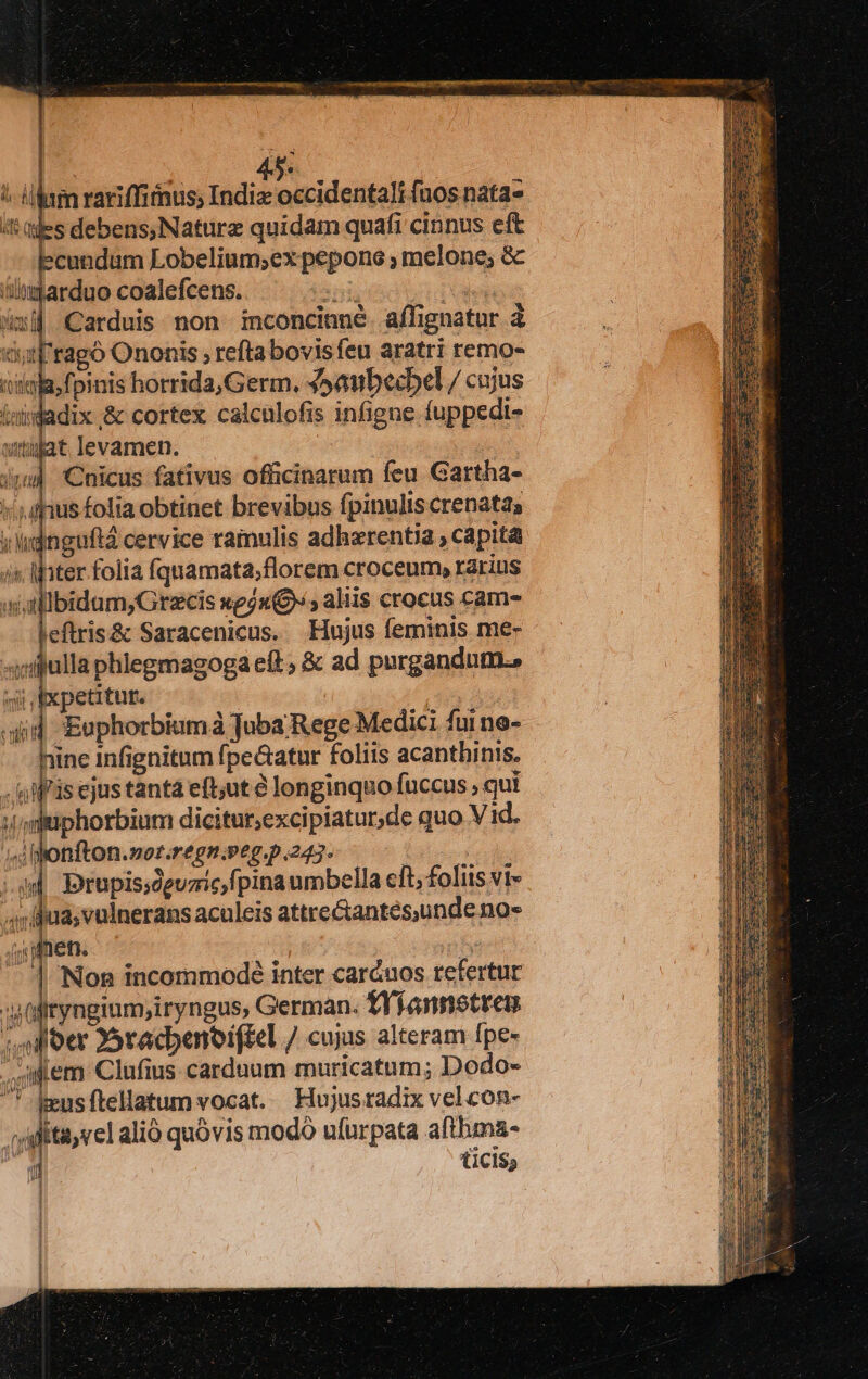 !- lam rariffimus; todiccucidestali fnos nata» i tdes debens,Naturz quidam quafi cinnus eft cundum Lobelium;ex pepons ; melone; & 'imtarduo coalefcens. SH en xij Carduis. non inconcinné. affignatur à cutl'ragó Ononis ; refta bovisfeu aratri remo- cian, fpinis horrida, Germ. 45aubecbel / cujus inidadix & cortex calculofis infigne fuppedi- utat levamen. sn) Cnicus fativus officinarum feu Gartha- ;ufnus folia obtinet brevibus fpinulis crenatas v udnguftá cervice ramulis adhzrentia , capita is Mater folia fquamata;florem croceum, rarius xsiatllibidum,Grecis xejx, aliis crocus cam- eftris& Saracenicus. Hujus feminis me- -fifulla phlegmagoga eft, & ad purgandum.» i fxpetitur. uid Euphorbiumà Tuba Rege Medici fui no- hine infignitum fpe&atur foliis acanthinis. «Wis ejus tanta eft;ut € longinquo fuccus , quí phorbium dicitur;excipiatur,de quo V id. nfton.sor.regn.Peg.p.247. | prupis;oguzic,fpina umbella cft, foliis vi- ud; vulnerans aculeis attre&antés,unde no- 05) nen. TX | Non incommodeé inter caráuos refertur iryngium,iryngus, German. 1Yfannetren loer 35racbenoificl / cujus alteram Ipe- lem Clufius carduum muricatum; Dodo- keus ftellatum vocat. Hujusradix velcon- | ;ditasvel alió quóvis modó ufurpata afthma- q t1C1$5