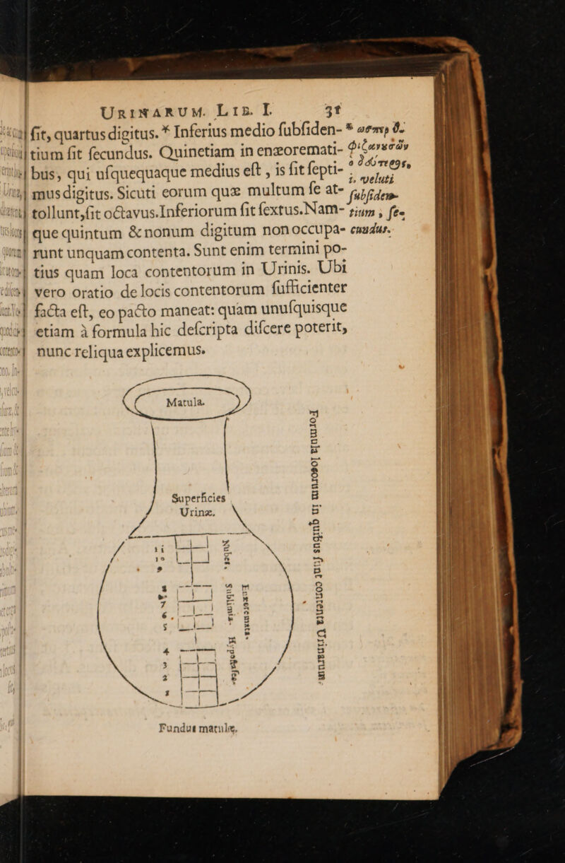 its| fit, quartus digitus. * Inferius medio fubfiden- * 2e 2 Iidl tium fit fecundus. Quinetiam in enzoremati- d'odie | bus; qui ufquequaque medius eft , is fit fepti- j Bee I4] mus digitus. Sicuti eorum quz multum fe at- falfidem. ttl tollunt,fit octavus.Inferiorum fit fextus.Nam- 7i; , fe. *is| que quintum &amp; nonum digitum non occupa eszu. runt unquam contenta. Sunt enim termini po- | tius quam loca contentorum in Urinis. Ubt vero oratio de locis contentorum fuflicienter facta eft, eo pacto maneat: quam unufquisque etiam à formula hic defcripta difcere poterit, nunc reliqua explicemus. £4 — m ^u - Er 11 [e a g t B [s E t £z Superficies B Urinz. 2a nel /. 23 g / ai i t : / Lu d a — » |  3 Nives arri im S 5 | E 2 - Zia bzw eh ai  | B. 3 6 e TN 5 n c $ az do cd » a | X &amp; X 2 Ye nie p I S bep | : | dii au e V4 5 n D lr -  | ] eut. 11 - i Id | Fundut matule,