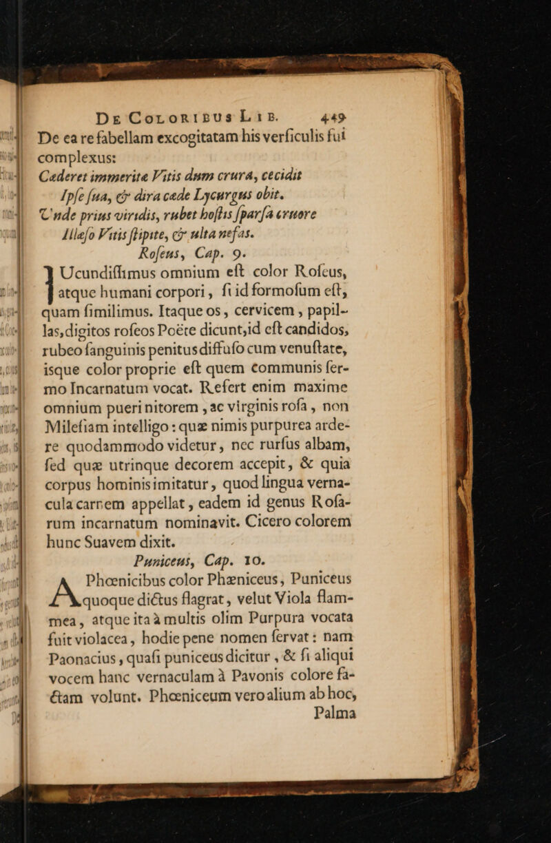 De ea re fabellam excogitatam his verficulis fut complexus: Caderet immerite Vitis dum crura, cecidit Ipfe [ua, ci dira cade Lycurgus obit. C nde prins viridis, rubet bohs [par[a evuore Jllefo Vitis fHipite, cir mlta nefas. Ro[eus, Cap. 9. Ucundifífimus omnium eft color R ofeus, atque humani corpori , ftid formofum eft, quam fimilimus. Itaque os , cervicem , papil- las,digitos rofeos Poéte dicunt;id cft candidos, rubeo fanguinis penitusdiffufo cum venuftate, isque color proprie eft quem communis fer- mo Incarnatum vocat. Refert enim maxime omnium pueri nitorem , ac virginis rofa , non Milefiam intelligo : que nimis purpurea arde- re quodammodo videtur , nec rurfus albam, fed qua utrinque decorem accepit, &amp; quia corpus hominisimitatur , quod lingua verna- cula carnem appellat ; eadem id genus R ofa- rum incarnatum nominavit. Cicero colorem hunc Suavem dixit. Puniceus, Cap. 10. Pheenicibus color Phzniceus , Puniceus ocoqve dictus flagrat , velut Viola flam- mea, atque itaà multis olim Purpura vocata fuit violacea, hodie pene nomen fervat: nam Paonacius , quafi puniceus dicitur , &amp; fi aliqui vocem hanc vernaculam à Pavonis colore fa- &amp;am volunt. Phoeniceum veroalium ab hoc, Palma