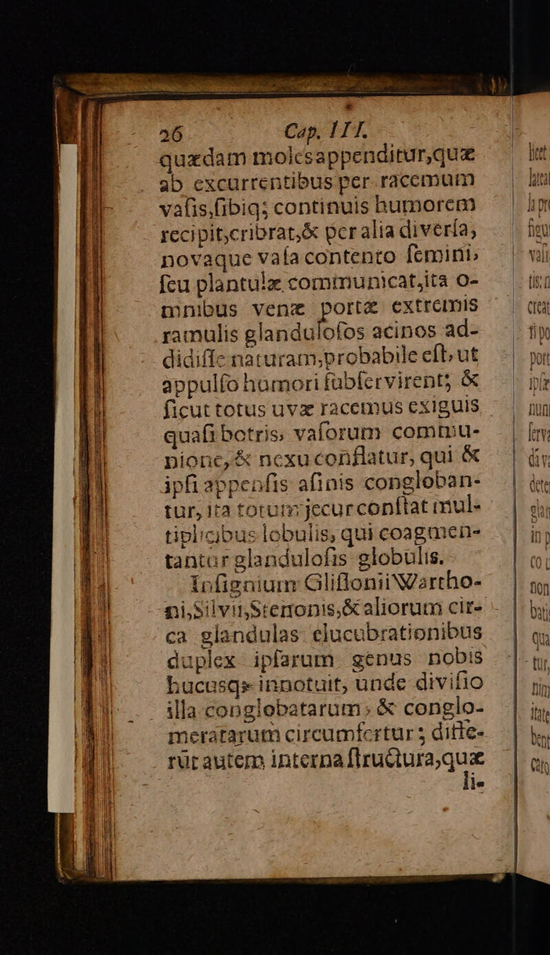 quzdam molcsappenditur,que ab cxcurrentibus per raccmum vafis,(ibig; continuis humorem rccipicribrat;&amp; pcr alia divería, novaque vaía contento femini, fcu plantulz communicat;ita o- mnibus venz port&amp; cxtremis ramulis Agen fk acinos ad- didiffe naturam;probabile efb ut appulío hamori fübícrvirent; &amp; ficut totus uvx racemus exiguis quafi botris vaforum comtru- nione, &amp; ncxu conflatur, qui &amp; ipfi appenfis afinis congloban- tur, ita torum: jecur conftat mul- tipl/cibus lobulis, qui coagmen- tantar glandulofis globulis. iofignium GlifloniiN/artho- ni,silvinStenonis,&amp; aliorum cir- ca glandulas- elucubrationibus duplex ipfarum. genus nobis hucusqs- innotuit, unde divifio illa conglobatarum; &amp; conglo- meratarum circumfertur 5 ditfe- rur autem interna unoque je