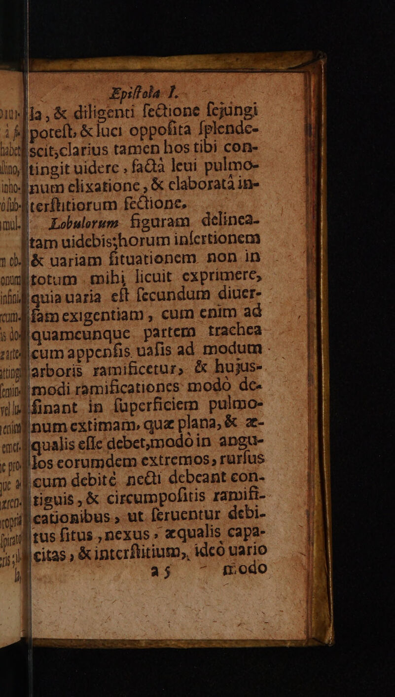 Epiffola- T. isla , &amp; diligendi fedtione fcjungi if]potefb &amp; luci oppofita fplendc- uel scit;clarius tamen hos tibi con- imjrtingit uidere , faQà leui pulmo- ünum clixationc , &amp; claboratà in- iib terftitiorum fcctione. m... Lobulerum. figuram. delinca- HItam uidcbisshorum inícrtionera 104 &amp; uariam fituationcm. non in mum totum . «mihi licuit exprimere; itid quia uaria eft fecundum diuer- «nd fam cxigentiam , cum cnim ad | siMiquamcunque. partero trachea Qigflarboris ramificetur, hujus- ini modi ramificationcs modo de- iphinant in füpcerficiem pulmo- dimlinum cxtimam» qua plana; &amp; z- miliquali e[Ic debetumodoin angu- :uofdos corumdem extremos; rurfus i 4j cum debite. ne&amp;ti dcbcant con- 104 tiguis , &amp; circumpofitis ramifi- «yif eabonibus , ut feruentur debi- 5a tus fitus , nexus » aqualis capa- jj M citas , &amp; intcrftitiutn,, idco uario a5 modo