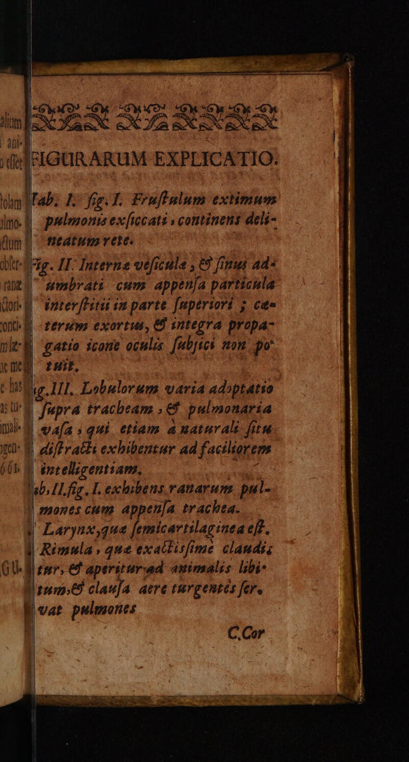 Ws [ | r toli d) I7: or f 'ont d nhe x md chef] ! | 15 ur aU» 3i pulenonts ex[icati » continens deli- nreatum ree. umbrati cum appenja particula inter [Htii imparte [uperiori 5 ce» terum exortus, 8 integra propa gatio icone oculis. [abyies non. po* tuit. ig. lll. Lobulorum varia adsptatio va[a «qui. etiam a naturali fin ó 6T À 9» éptelicentiam, i Rimula , qne exattisfime claudi; à vat pulmones ERST -—s