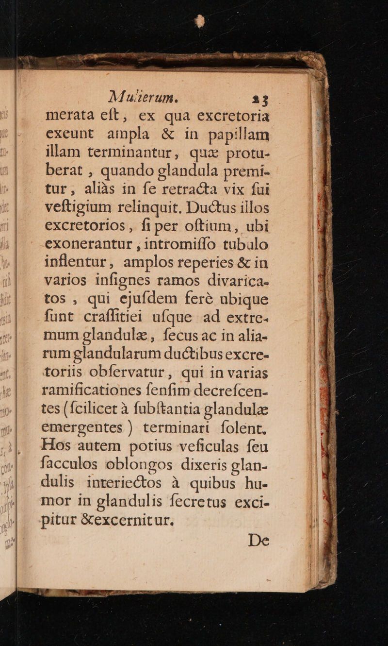 —: adieu a. — M uerum. 23 merata eft, ex qua excretoria exeunt ampla & in papillam illam terminantur, qua protu- berat , quando glandula premi- tur, aliàs in fe retracta vix fui veftigium relinquit. Ductus illos excretorios , fi per oftium, ubi exonerantur , intromiílo tubalo inflentur, amplos reperies & in varios infignes ramos divarica- tos , qui ejufdem fere ubique funt craffitiei ufque ad extre- mum glandulz, fecusac in alia- rum glandularum ductibus excre- toriis obfervatur, qui in varias ramificationes fenfim decreícen- tes (fcilicet à fubítantia glandulz emergentes ) terminari folent, Hos autem potius veficulas feu facculos oblongos dixeris glan- dulis interiectos à quibus hu- mor in glandulis fecretus exci- pitur &excernitur. De