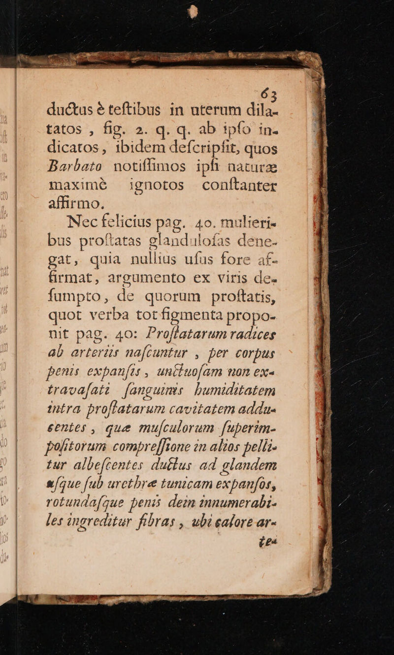 * ductus e teftibus in pictum. diis tatos , fig. 2. q. q. ab ipfo in. dicatos, ibidem: Beísnpd ^ quos Barbato notiffimos ipft naturae maximé ignotos conftanter affirmo. Nec fel icius pz g. 4o. mt ;:lieri« bus proftatas gland.lofas dene gat, quia nulliüs ufus fore ais üirmat ; argumento ex viris de- fumpto, de quorum proftatis, quot verba tot figmenta propo- nit pag. 40: Proftatarum radices ab arterüs na[cuntur , per corpus penis expanfts , unttuofam mon ex- travafati [angumms bumiditatem intra pro oflatarum cavitatem addu- eentes , que mujculorum fuperim- politorum compreffione in alios pella tur albefcentes dutlus ad glandem [aue fub urctbre tunicam expanfós, rotunda(gue penis dein innumerabi- les ingreditur fibras , ubi calore ar-