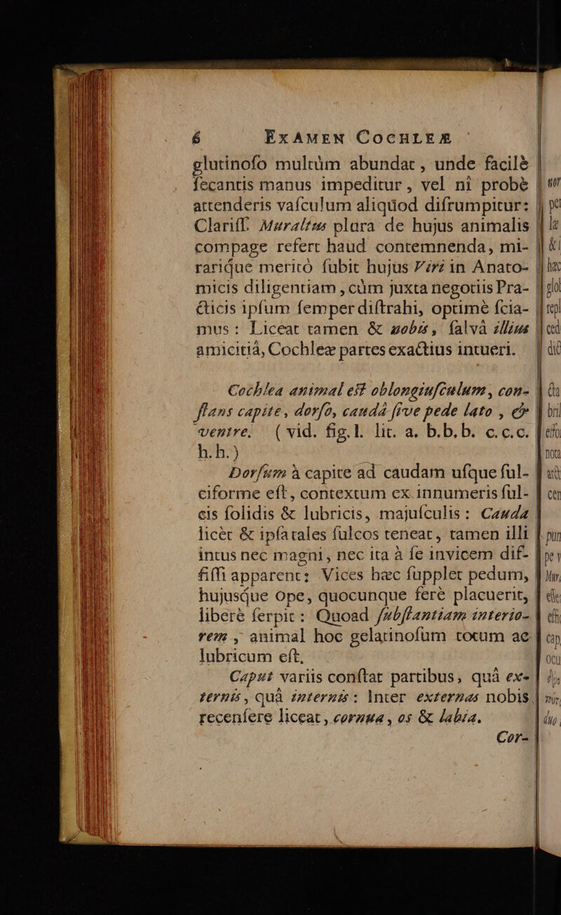 glutinofo multüm abundat , unde facilé | fecantis manus impeditur , vel ni probé | attenderis vaículum aliquod difrumpitur: I: ái ClaríL Maraltzs plara. de hujus animalis 1 5 compage refert haud con RUBUS ml- | rarique mericó fubit hujus 7zrz in Anato- | micis diligentiam , cüm juxta negotiis Pra- | glo &amp;icis ipfum emper diftrahi, optime fcia- | mus: Liceat tamen &amp; obe, falvà illius | amicitia, Cochlez partes exactius intueri. | di Cochlea animal est oblongiufculum , con- | &amp; flans capite, dorfo, caudd [rve pede lato , eb | bi vene. (vid. fig.l. lic. a. b.b.b. c.c.c. [eo h.h.) | Dorfstzi à capite ad caudam ufque ful. ] ciforme eft, contextum ex innumeris ful- | ce cis folidis &amp; lubricis, majufculis: Caesa | licer &amp; ipfatales fulcos teneat, tamen illi | für intus nec magni , nec ita à fe invicem dif- [i £&amp;(fi apparent: Vices hec fupplet pedum, | Mur, hujusiue Ope, quocunque fere placuerit, J de libere, ferpit: Quoad /»éffantzam sinterio- | di rez: , animal hoc gelatinofum tocum ae. | o» lubricum eft, d on Caput variis conftat partibus, quà ex- | /;; ernis, quà ipteruis : Inter. exzerzas nobis | o. receníere liceat , eorzpa , o5 &amp; labza. | du, Cor- |