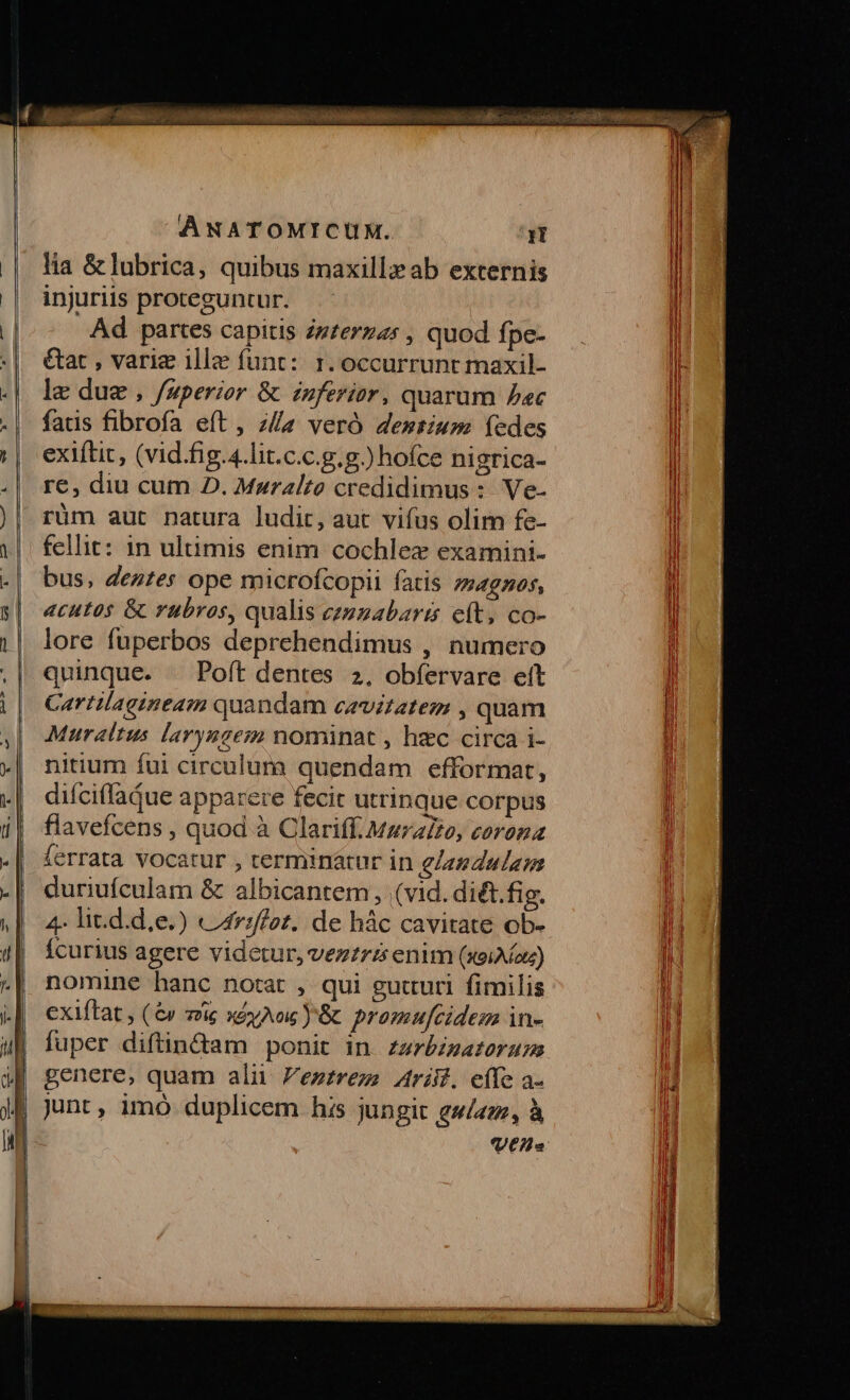 lia &amp;lubrica, quibus maxillzab externis injuriis proteguntur. Ad partes capitis Zzzerzas , quod fpe- &amp;at , varie ille funt: 1. occurrunt maxil- le due , fuperior &amp; inferior, quarum bec fats fibrofa eft , ;/a veró desmtium (edes exiftit, (vid.fig.4.lit.c.c.g.g.) hofce nigrica- re, diu cum D. Maralto credidimus : Ve- rüm aut natura ludit, aut vifus olim fe- fellit: in ulumis enim cochlez examini- bus, dentes ope microfcopii fatis zgnos, 4cutos &amp; rubros, qualis ezuzabaris c(t, co- lore fuperbos deprehendimus , numero quinque. — Poft dentes 2, obfervare ett Cartilagineam quandam caevztatez , quam Muraltus larynsem nominat , hec circa i- nitium fui circulum quendam efformat, difciflaQue apparere fecit utrinque corpus flavefcens , quod à Clariff. Marzio, corona ferrata vocatur , terminárur in glandulam duriufculam &amp; albicantem, (vid. di£t. fig. 4- lit.d.d,e.) &amp;4rzffot. de hác cavitate ob- Ícurius agere videtur, vezzrz enim (xeiAou) nomine hanc notat , qui gutturi fimilis exiftat , (&amp; vie «evo J'&amp; promufcidem in- fuper diftin&amp;tam ponit in. zzrbzzatorups genere, quam aln ezrrezs Arif. effe a- junt, imó duplicem his jungit gs/az, à