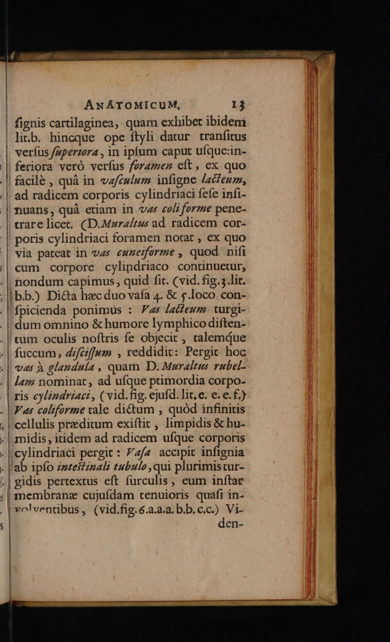 — -—-—— ANÁTOMICUM, 13 fignis cartilaginea, quam exhibet ibidem li.b. hincque ope ftyli datur tranfitus veríus fupertora , in ipfum caput uíque:in- |feriora veró verfus feramez eft, ex quo ad radicem corporis cylindriaci fefe infi- |nuans, quà etiam in vas coli forze pene- | crare licec; (D.Mzrz/tus ad. radicem cor- via pateat in ver cuzeiformé , quod. nifi cum corpore cylindriaco continuetur, bb.) Di&amp;a hec duo vaía 4. &amp; $.loco con- fpicienda ponimus : Fas /acfewm. turgi- Vas coliforme vale dictum , quód infinitis cellulis preeditum exiftit , limpidis &amp; hu- midis, itidem ad radicem ufque corporis cylindriaci pergit : 74/4 acopit infignia lab ipfo zmzesZzzali tubulo,qui plurimis tur- gidis pertextus eft furculis, eum inftar membranz cujuídam tcenuioris quafi in- den-