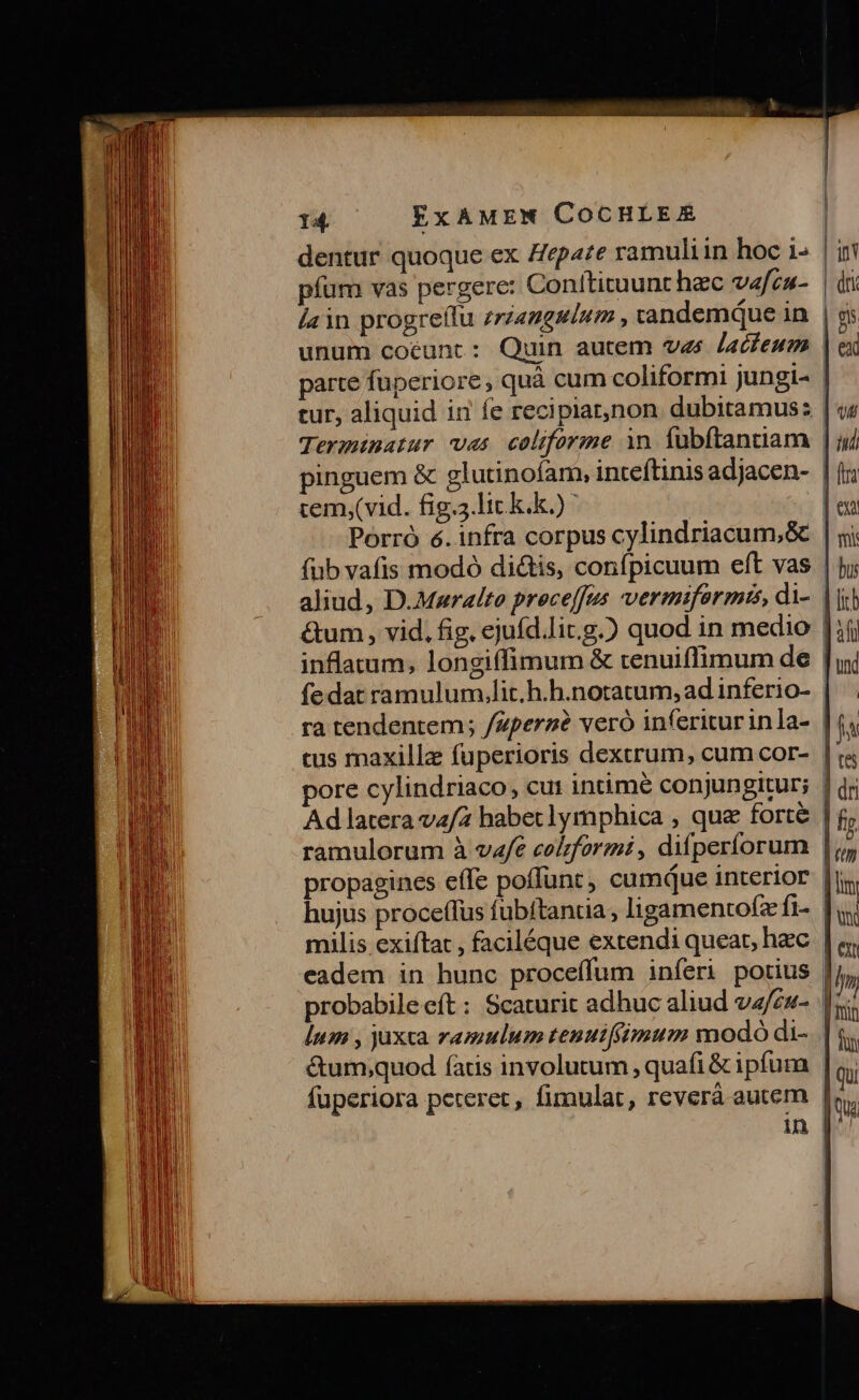 dentur quoque ex Zepaze ramuliin hoc 1- pfum vas pergere: Coníticuunt hec vafea- [ain progreflu zrzamgulum , vandemque in unum coéunt : Quin autem ves Jacfeum | parte füperiore, quà cum coliformi jungi- | tur, aliquid ii fe recipiat,)non dubitamus: | Termimatur vas coliforme in. fubítantiam | pinguem &amp; glutinofam, inteftinis adjacen- | cem,(vid. fig.3.lic k.k.) | Porró 6. infra corpus cylindriacum,&amp; | fub vafis modó dictis, confpicuum eft vas | aliud, D.Mwralto preceffes vermiformis, di-. | | &amp;um, vid. fig, ejufd.lit.g.) quod in medio | inflaum, longiffimum &amp; tenuiffimum de | fedat ramulum.lic.h.h.notatum, ad inferio- ra tendentem ; /Zperzé veró inferiturinla- | cus maxillae fuperioris dextrum, cum cor- | ore cylindriaco, cui intimé conjungitur; | ramulorum à vafe co/formi , difperíorum | propagines effe poffunt, cumque interior [i hujus proceffus fubftantia, ligamentofz fi-. | milis exiftat , faciléque extendi queat, haec. | eadem in hunc proceffum inferi porius | probabileeft: Scaturit adhuc aliud va/es- | |um , juxca ramulum tenuifimum modo di- &amp;um;quod fatis involutum , quafi &amp; ipfum | fuperiora peteret, fimulat, reverá autem |
