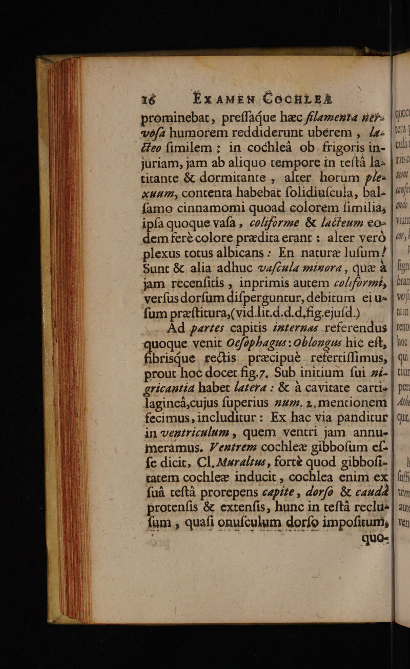 prominebat, preffaQue hac fflamenta ue |' voóf2 humorem reddiderunt ubérem , a. | &amp;eo fimilem : in cochleà ob frigoris in- |9 juriam, jam ab aliquo tempore in teftà la- |!* titante &amp; dormirante , alter. horum p/es | xuum, contenta habebat folidiuícula, bal. | dft famo cinnamomi quoad colorem (fimilia, | ipfa quoque vafa , co//orzse &amp; lacfeum eo» |Yin dem feré colore pradita erant : alter veró |^ plexus totus albicans: En nature lufum? | ^ Sunt &amp; alia adhuc va/éu/a sinora , Quse à | jam récenfitis , inprimis autem cofforemi, | verfus dorfum difperguntur, debitum eius | fum praftitura;(vid.lit.d.d.d,fig.ejuíd.) Ad partes capitis zztergas referendus |i quoque venit Ocfaphagus : Oblongus hic eft, | ix brisque rectis precipue refercüiífimus, | Qu rout hoc docet fig.7, Sub iniuum fui a | uu vai habet /azera : &amp; à cavitate cartis | per lagineá;cujus fuperius 7477. 2, mentionem | Z/ fecimus, includitur : Ex hac via panditur | qi in veztriculum , quem ventri jam. annue | meramus. Ventrem cochlez gibbofüm ef: | fc dicit, Cl, Mwralrus, fort&amp; quod gibbofi- | tatem cochlez inducit , cochlea enim ex | iir fuà teftà prorepens capzze , der/ó &amp; cauda | protenfis &amp; excenfis, hunc in teftà reclue| fum , quafi onufculum dorfo impofitum, : quo«