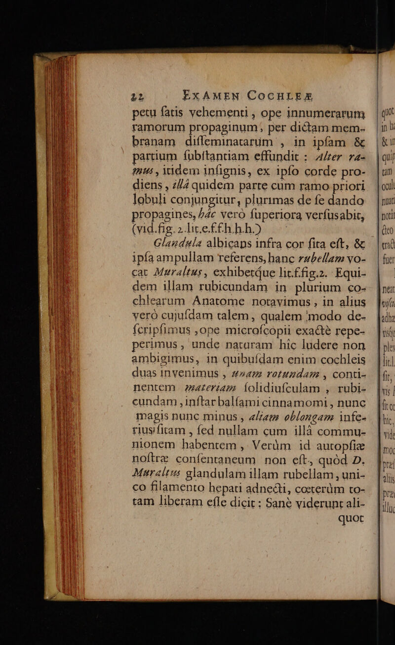 petu fatis vehementi , ope innumerarum ramorum propaginum, per dictam mem- branam difleminatarüm , in ipfam &amp; partium fubitantiam effundit : Aer. ra- 14's , iidem infignis, ex ipfo corde pro- diens , 7/7 quidem parte cum ramo priori lobuli conjungitur, plurimas de fe dando propagines, /Zc vero fuperiora verfusabit, (vid.fig.2 lite. ££h.h.h.) Glaudula albicans infra cor fita eft, &amp; ipfa ampullam referens, hanc rzbellam vo- cat Mzraltus , exhibetque licffig.z. Equi- dem illam rubicundam in plurium co- chlearum Anatome notavimus , in alius vero cujufdam talem, qualem 'modo de- ícripfimus ,ope microfcopii exacte repe- perimus, unde nataram hic ludere non ambigimus, in quibufdam enim cochleis duas invenimus , z»a rotundam , conti- nentem Zzzzeraazs Íolidiufculam , rubi- cundam ,inftarbalíami cinnamomi , nunc magis nunc minus , eAee ebleneam infe- riusifiram , fed nullam cum illà commu- nionem habentem ,. Verüm id autopfize noftre confentaneum non eft, quod 2. Maralt:s glandulam illam rubellam , uni- co filamento hepati adne&amp;ti, cozterüm to- tam liberam efle dicit ; Sané viderunt ali- quot