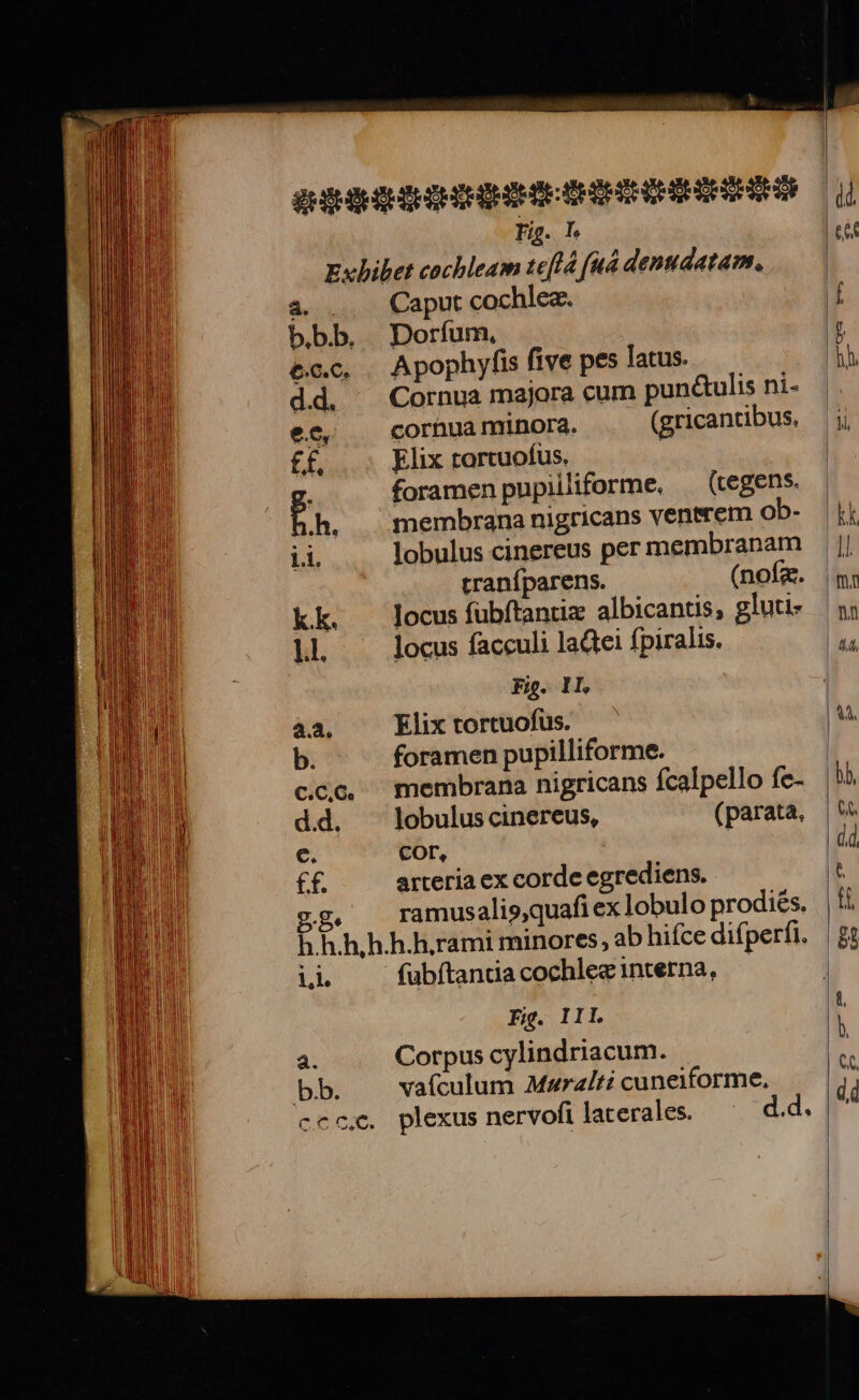DP : $9 ll. a. bb. Caput cochlea. Doríum, Apophyfis five pes latus. Cornua majora cum pun&amp;ulis ni- cornua minora. (gricantibus, Elix tortuofus. foramen pupilliforme, ^ (tegens. membrana nigricans venerem ob- lobulus cinereus per membranam traníparens. (nofa. locus fübftantiz albicantis, gluti- locus facculi ladtei fpiralis. à Fig. IL Elix tortuofus. foramen pupilliforme. membrana nigricans fcalpello fe- lobulus cinereus, (parata, Cor, arteria ex corde egrediens. ramusalis,quafi ex lobulo prodiés. fabftantia cochlee interna, Fig. III Corpus cylindriacum. vaículum Mzraíti cuneiforme, d.d.