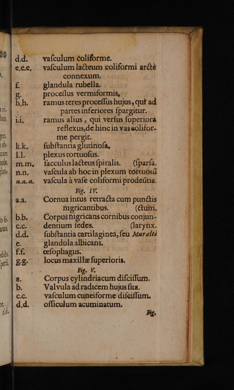 vaículum coliforme. i vafculum lacteum colifotmi arcte connexum, glandula rubella. proceflus vermiformis, ramus teres proceffus hujus, qut ad partes inferiores fpargitur. ramus alius , qui verfus fuperiorá rellexus,de hincin vaseolitor- me pergit. fubftantia glutinofa, plexus cortuofus. | facculuslacteusfpiralis. /— (fparfa. vafcula ab hocin plexum tórcuosü vaícula à vafe coliformi prodeütia. Fig. IY. Cornua intus retracta cum punctis nigricantibus. (&amp;uin. Corpus nigricans cornibus conjun- dentium fedes. (larynx. fubftantia carilaginea, feu Maraltz glandulaalbicans. ceíophagus. - locus maxillz fuperioris. Fi. V. Corpus cylindriacum difci(furn. Valvula ad radicem hujus fita. vafculum cuneiforme difíciffüum. officulum acuminatum. Fg.