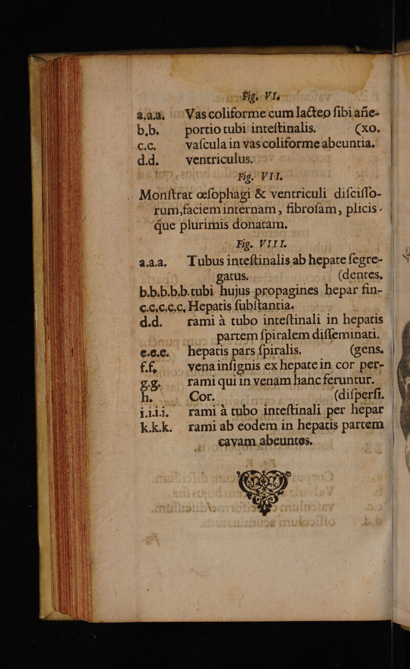 b.b. C.C. d.d. : Fig. VI. Vas coliforme cum la&amp;teo fibi ane- portio tubi inteftinalis. (xo. vaícula in vas coliforme abeuntia. ventriculus. Fig. VI. 4.3.2. Fig. VIII. Tubus inteítinalis ab hepate fegre- gatus... (dentes, d.d. €.0.C. £f, 2g h. j.1...1. kkk. . rami à tubo inteítinali in hepatis partem fpiralem difleminati. hepatis pars fpiralis. (gens. rami quin venam hanc feruntur. rami ab eodem in hepatis partem cavam abeuntes.